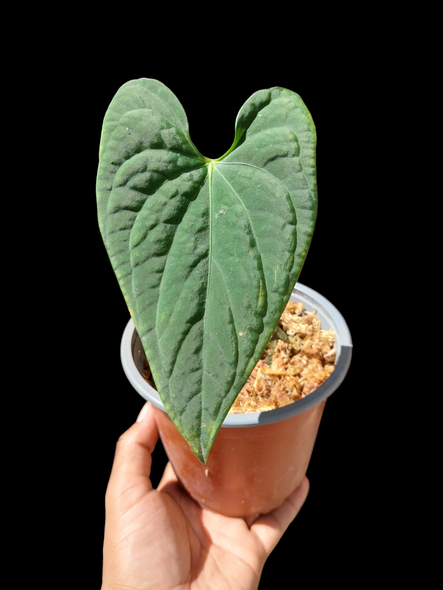 Anthurium sp. "Tarapoto Velvet" A0122 (EXACT PLANT)