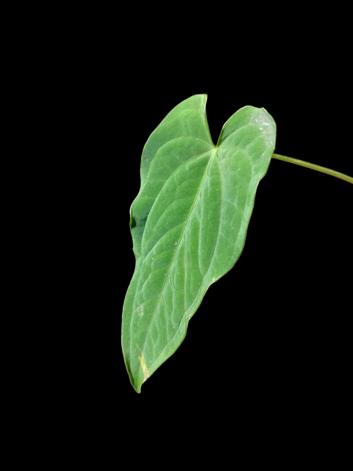 Anthurium sp. "Tarapoto Velvet" A0123 (EXACT PLANT)