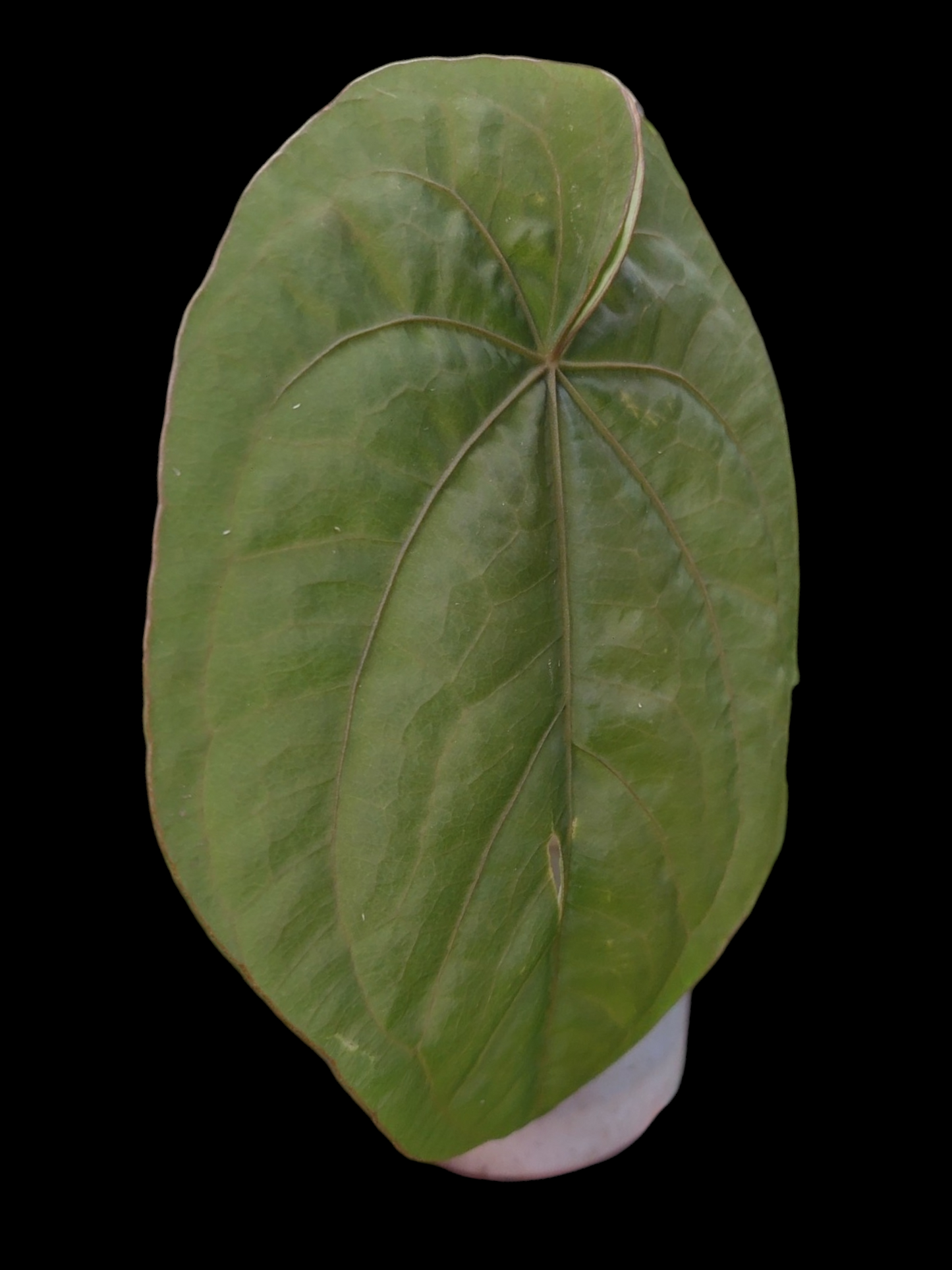 Anthurium Dressleri 'Colon' Ecotype Size Large (EXACT PLANT)
