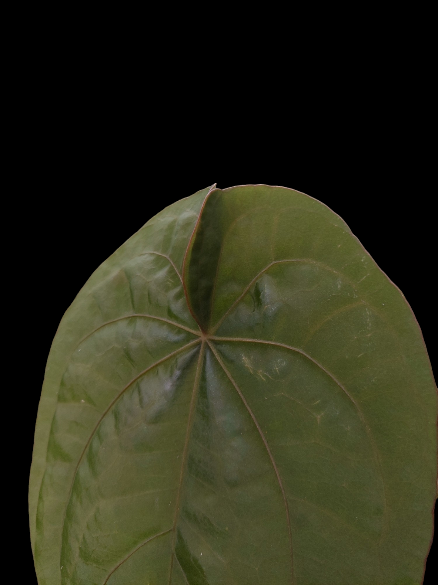 Anthurium Dressleri 'Colon' Ecotype Size Large (EXACT PLANT)