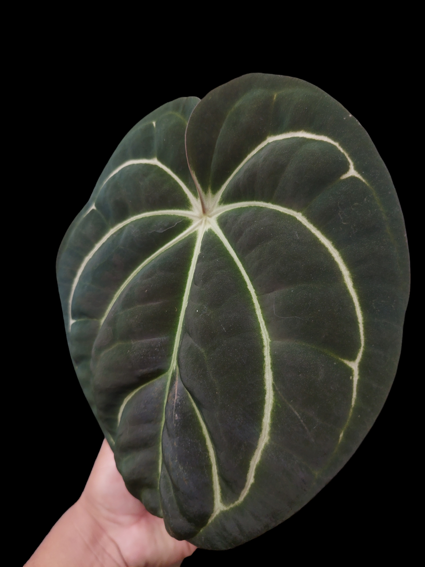 Anthurium Carlablackiae Pure Specie AMAZON0126 (EXACT PLANT)