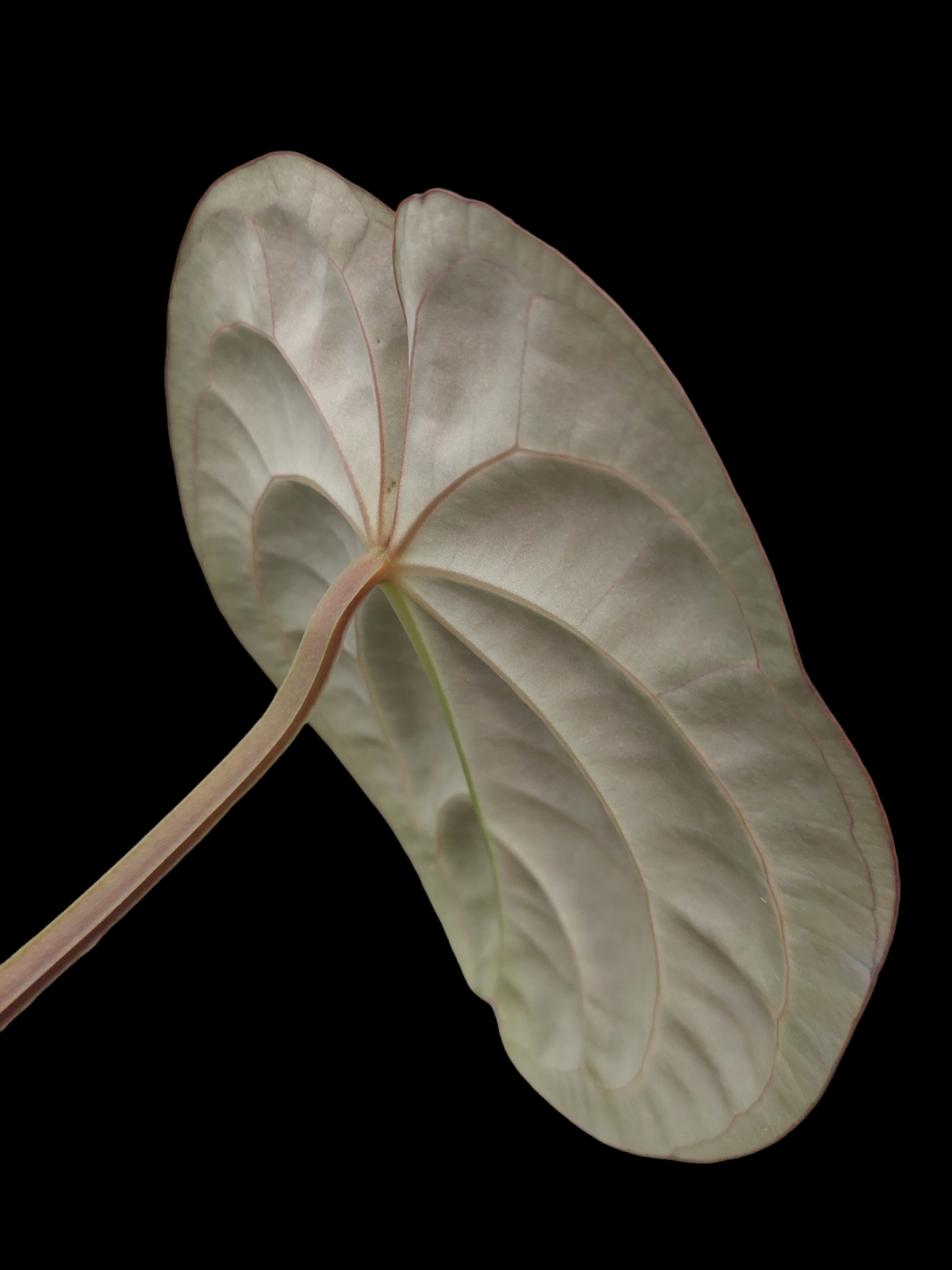 Anthurium Carlablackiae Pure Specie AMAZON0126 (EXACT PLANT)