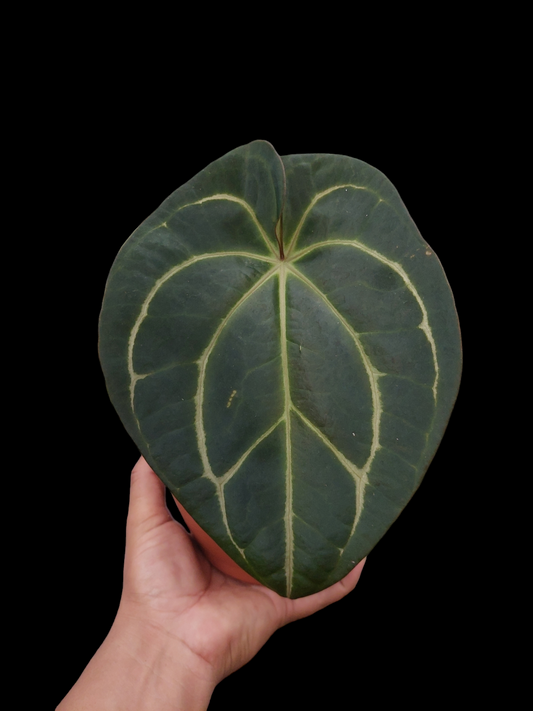 Anthurium Carlablackiae Pure Specie AMAZON0128 (EXACT PLANT)