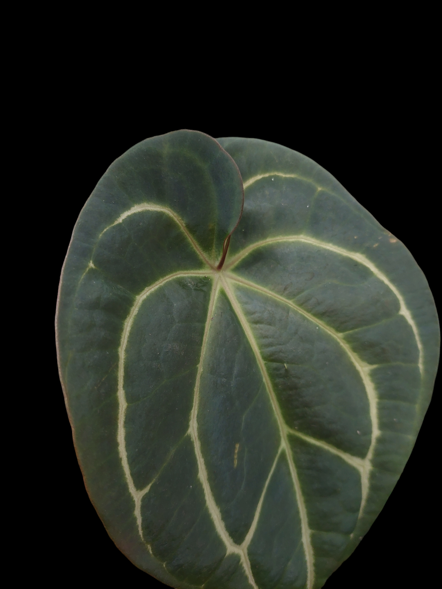 Anthurium Carlablackiae Pure Specie AMAZON0128 (EXACT PLANT)