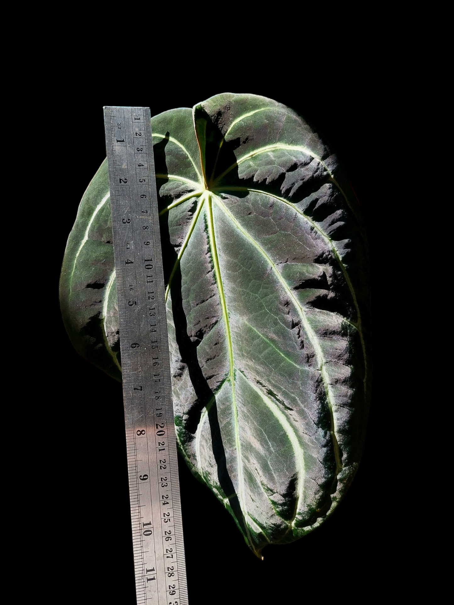 Anthurium Carlablackiae Special Phenotype Pure Specie (EXACT PLANT)