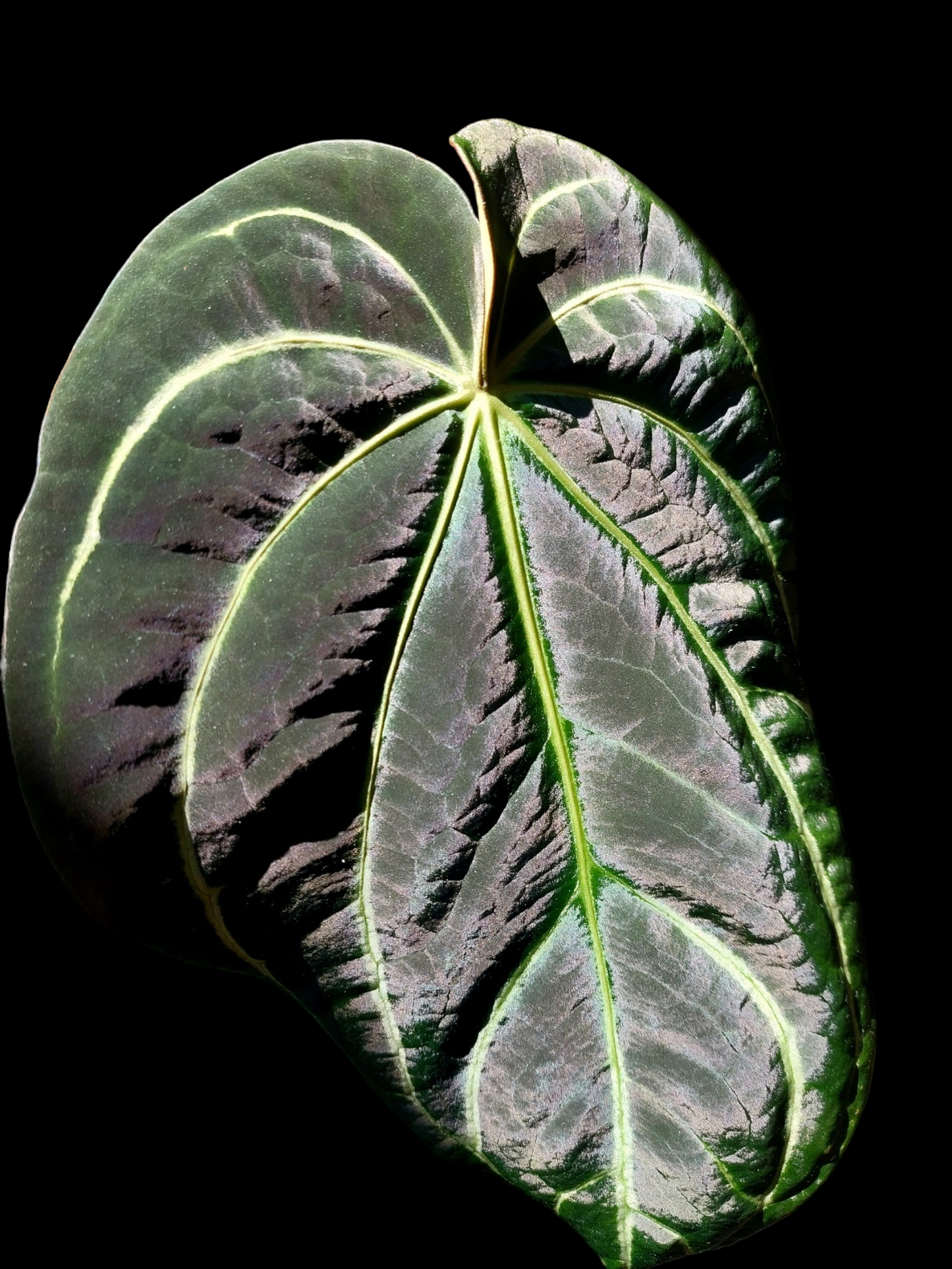 Anthurium Carlablackiae Special Phenotype Pure Specie (EXACT PLANT)