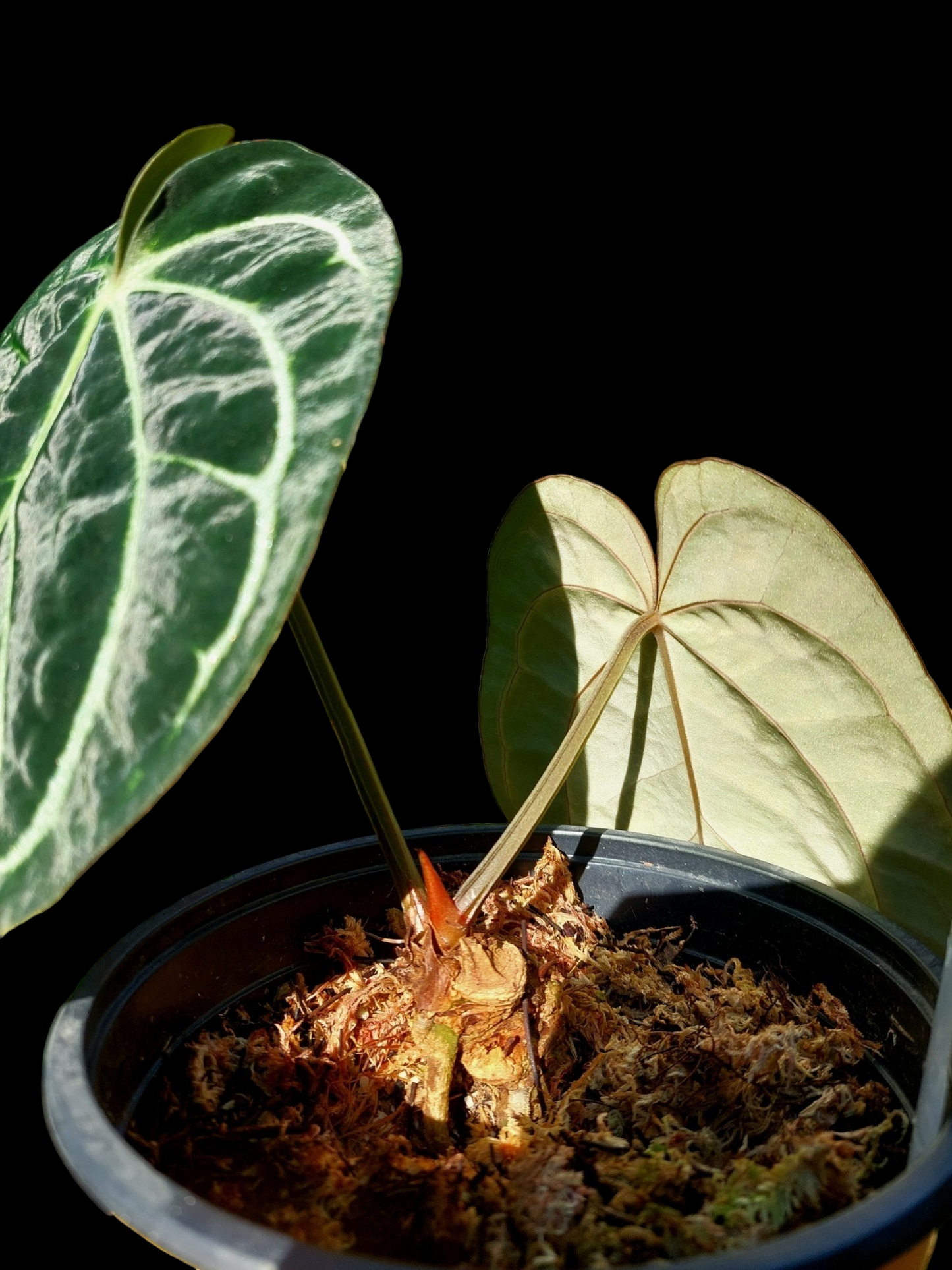 Anthurium Carlablackiae Pure Specie AMAZON03 2 Leaves (EXACT PLANT)