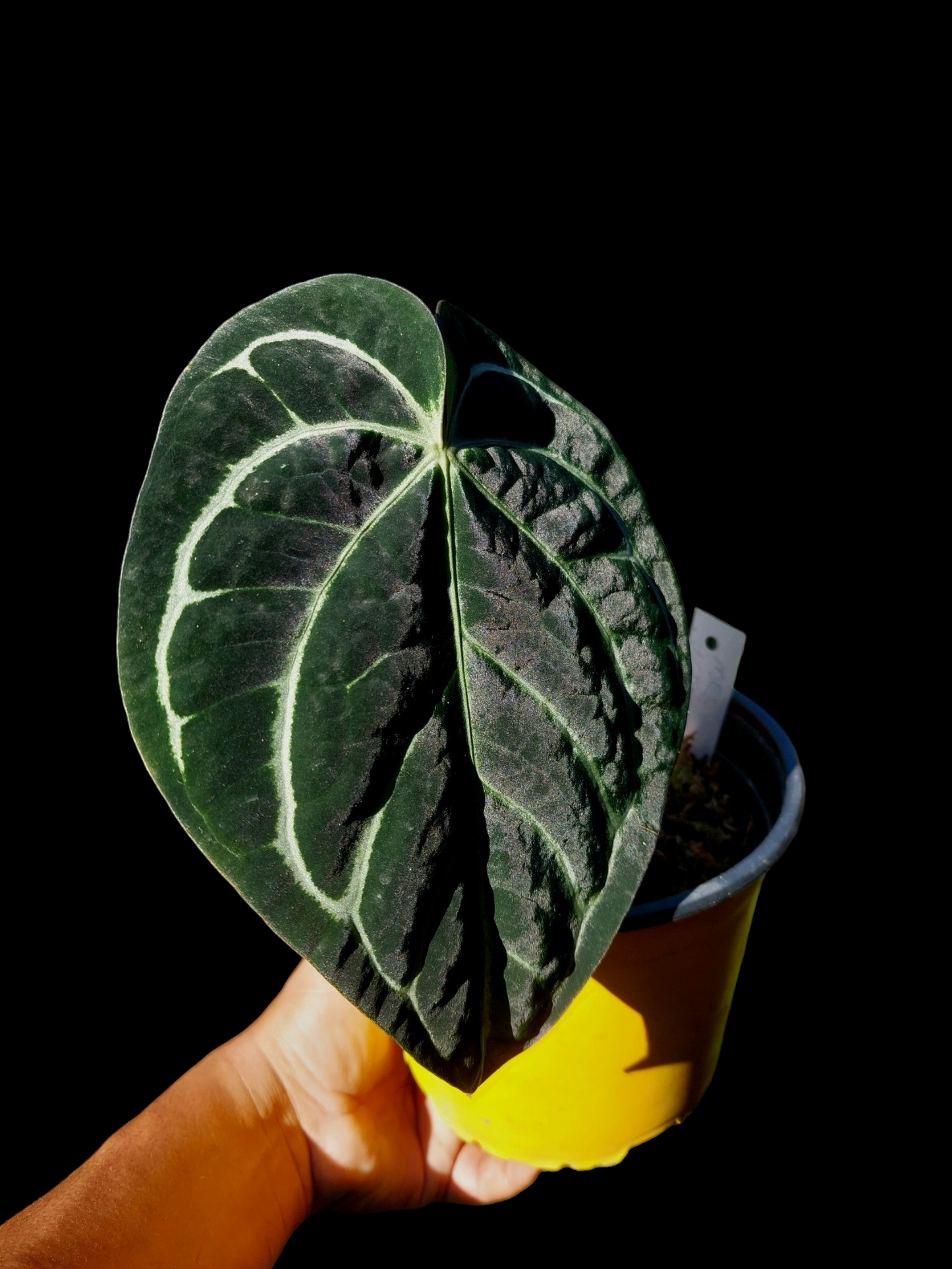 Anthurium Carlablackiae Pure Specie AMAZON03 2 Leaves (EXACT PLANT)