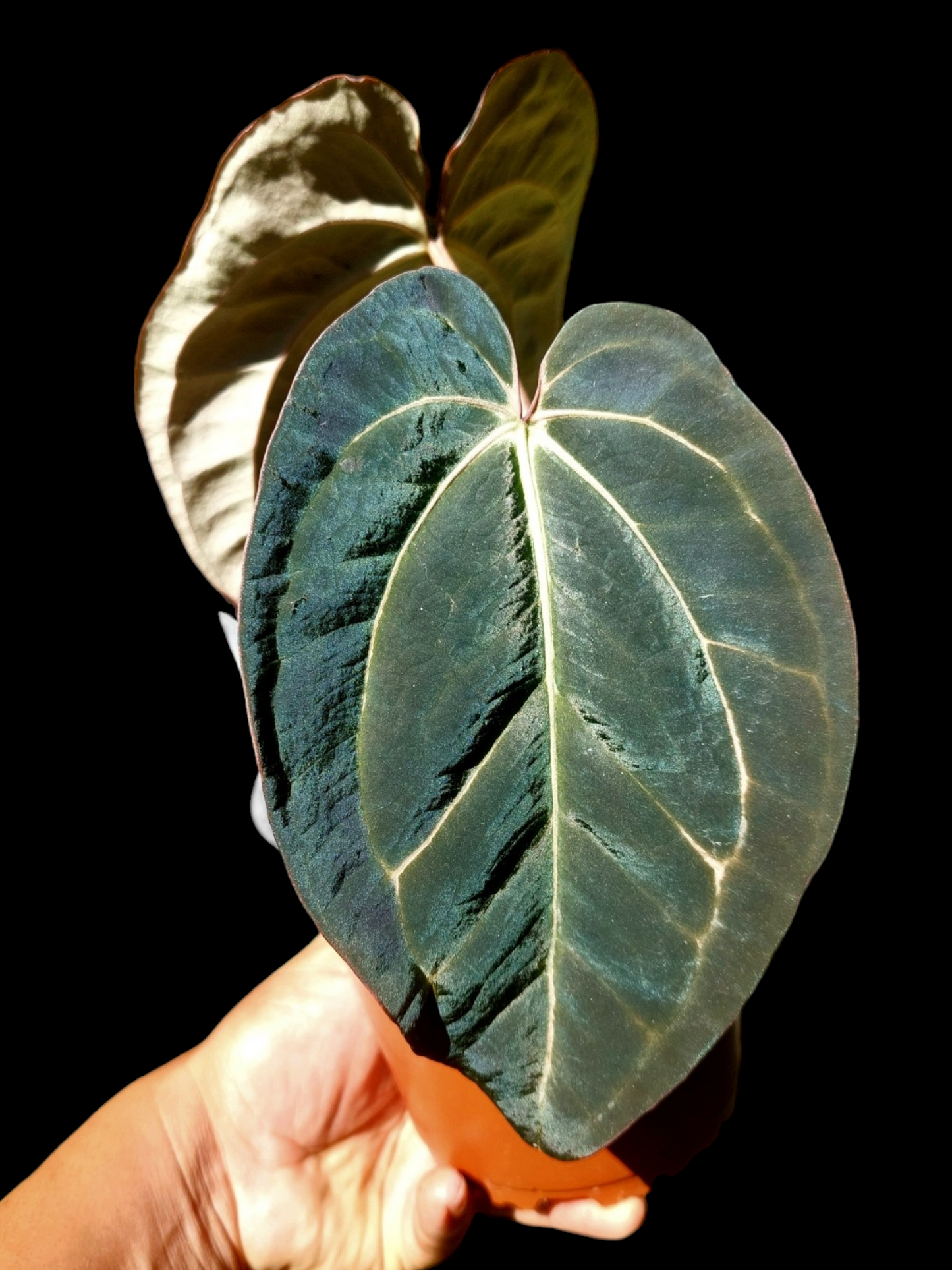 Anthurium Blue Carlablackiae Special Phenotype Super Velvety Pure Specie (EXACT PLANT)