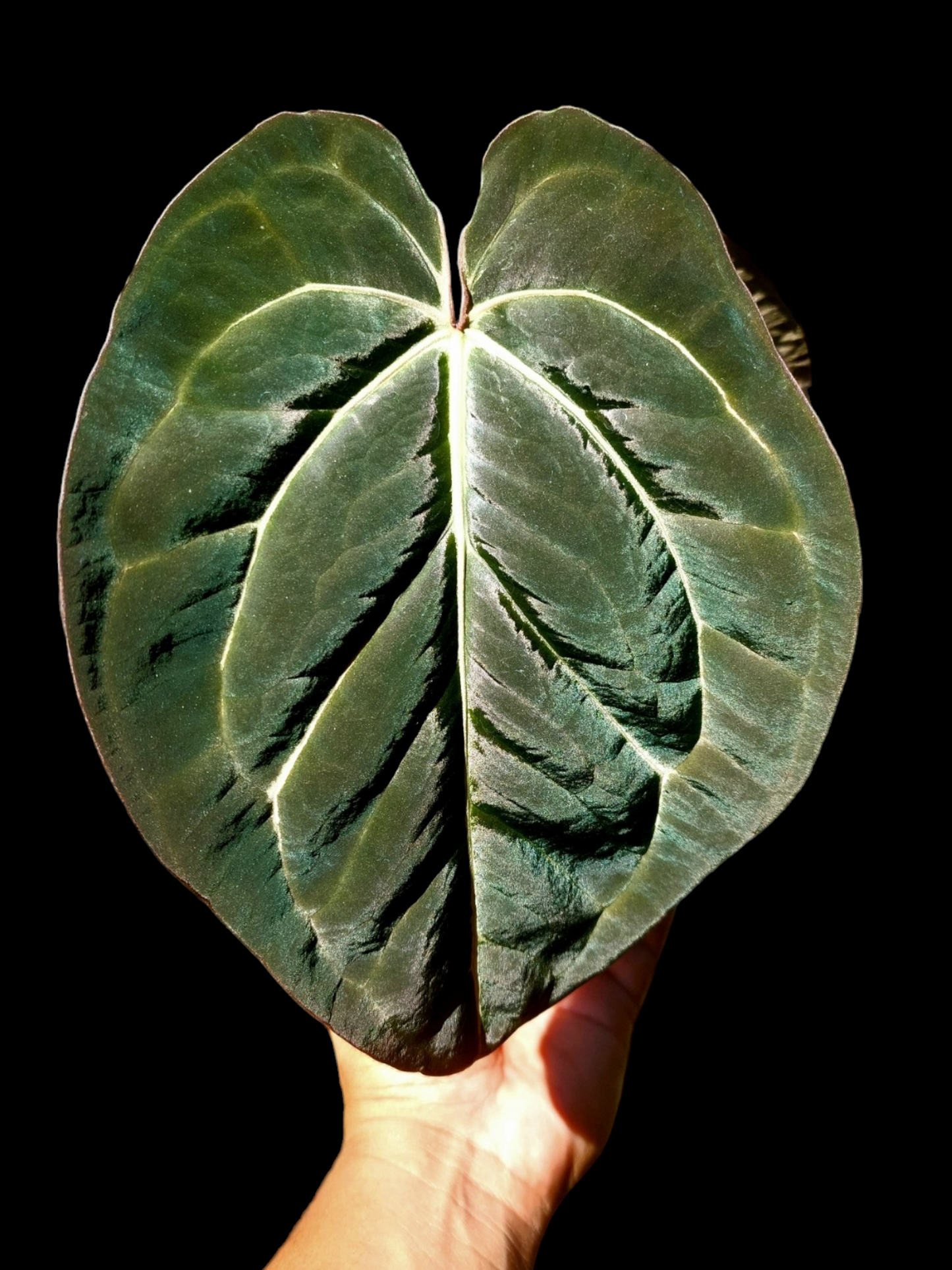 Anthurium Blue Carlablackiae Special Phenotype Super Velvety Pure Specie (EXACT PLANT)