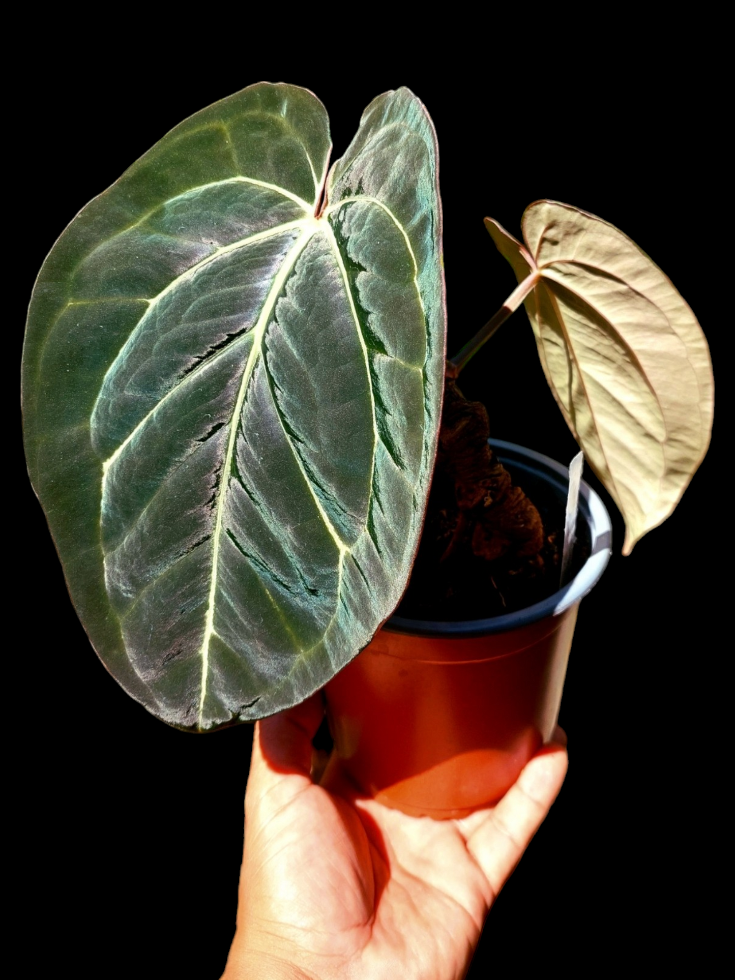 Anthurium Blue Carlablackiae Special Phenotype Super Velvety Pure Specie (EXACT PLANT)