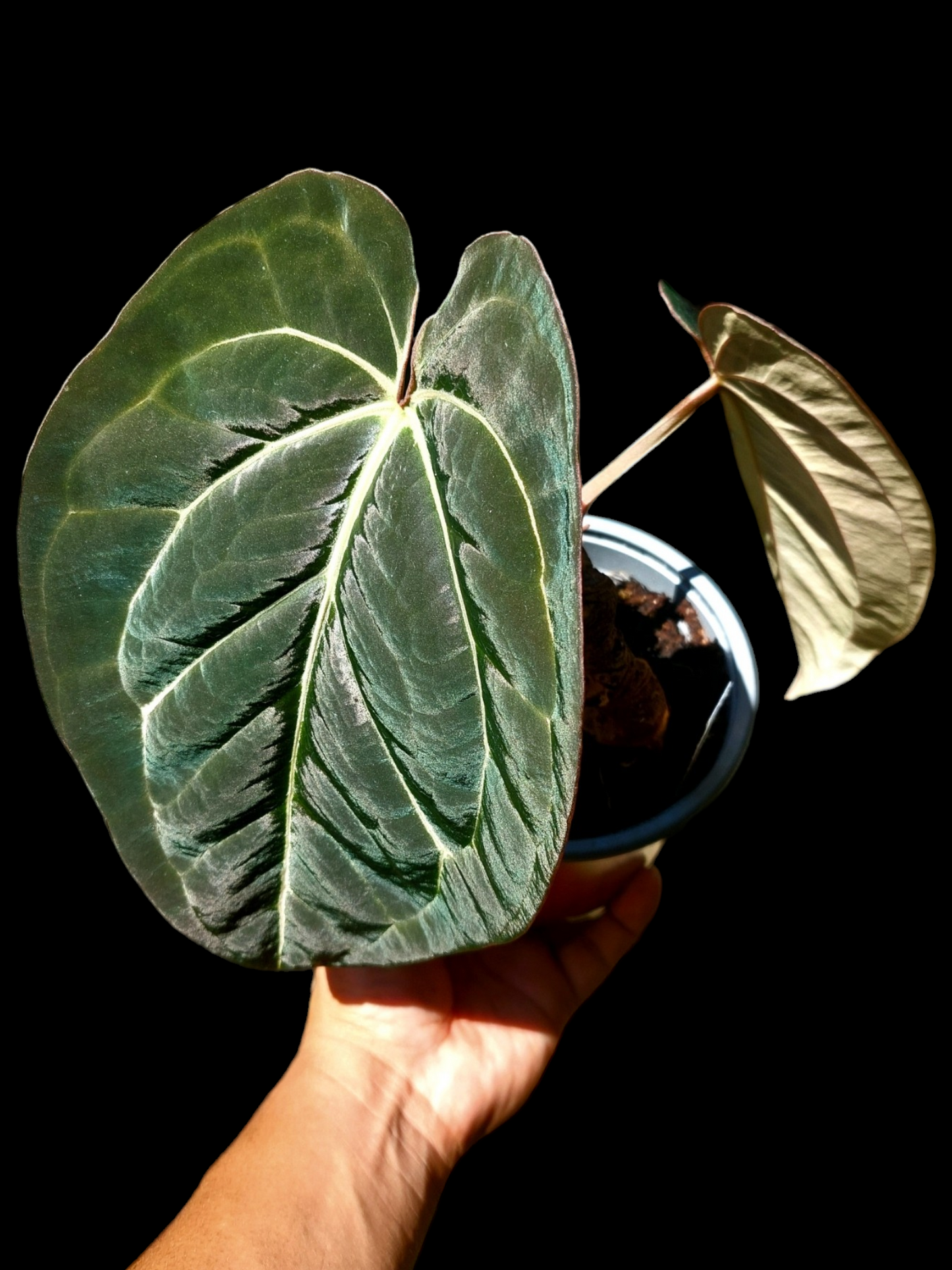 Anthurium Blue Carlablackiae Special Phenotype Super Velvety Pure Specie (EXACT PLANT)