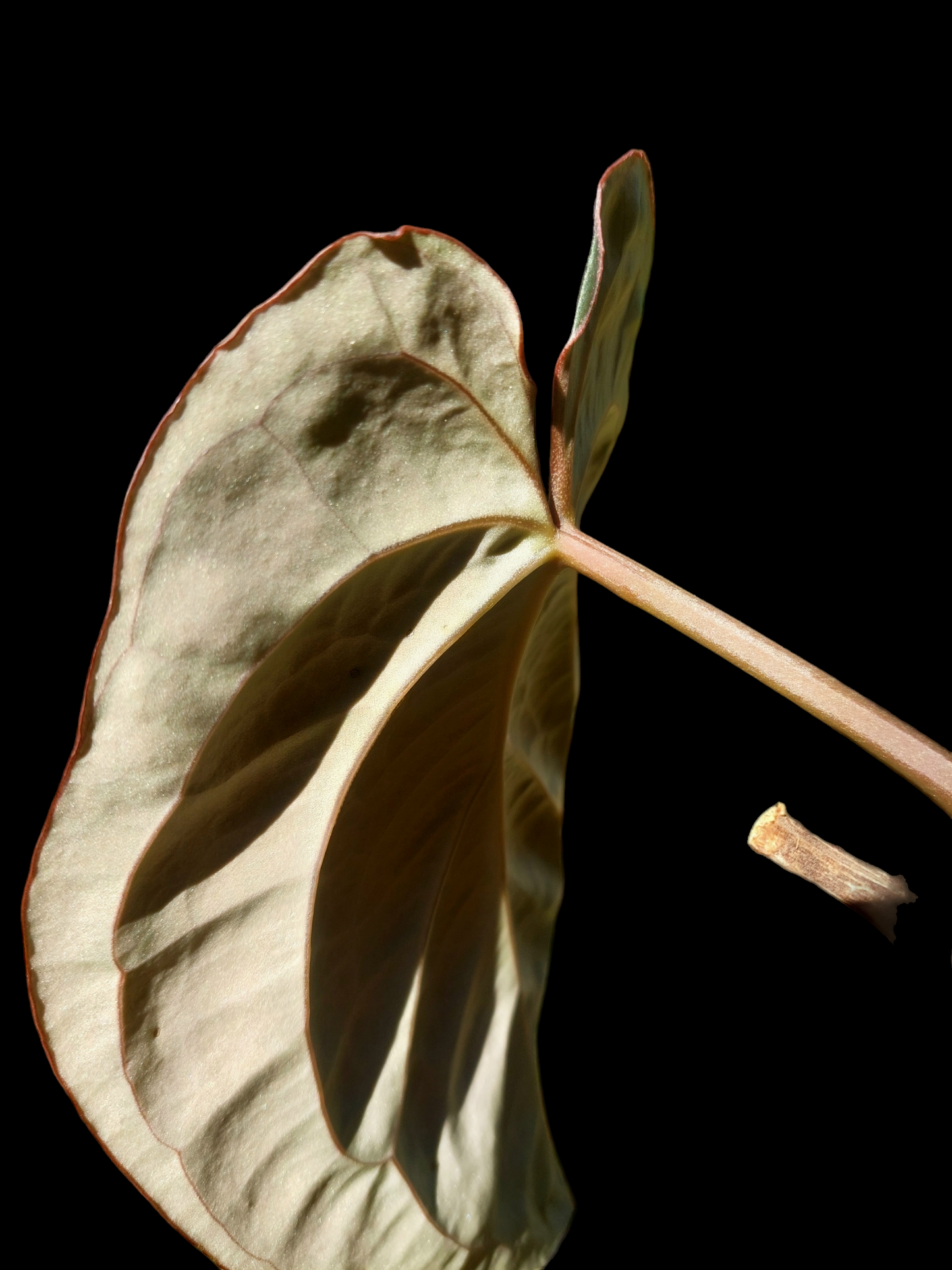 Anthurium Blue Carlablackiae Special Phenotype Super Velvety Pure Specie (EXACT PLANT)