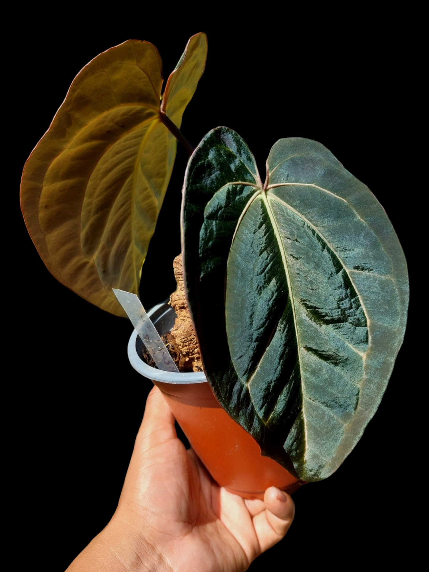 Anthurium Blue Carlablackiae Special Phenotype Super Velvety Pure Specie (EXACT PLANT)