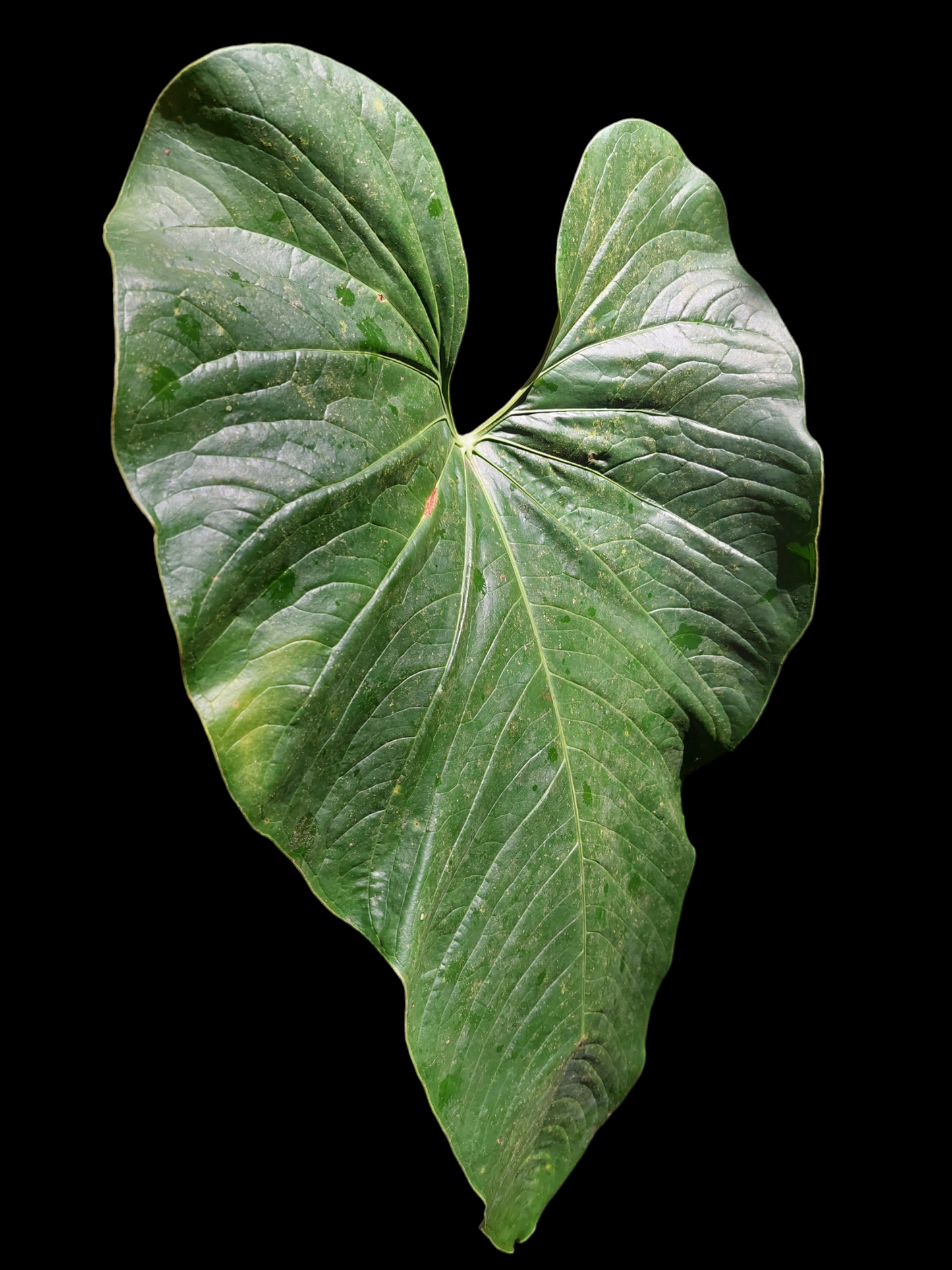 Anthurium sp. "Cachiyaquense"