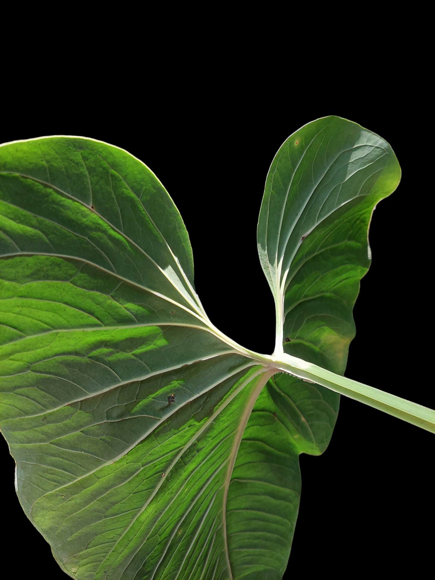 Anthurium sp. "Cachiyaquense"