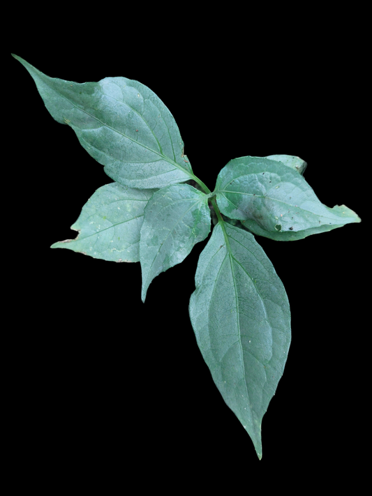 Mountain Silverleaf - Amazon Plants Peru NOID 003