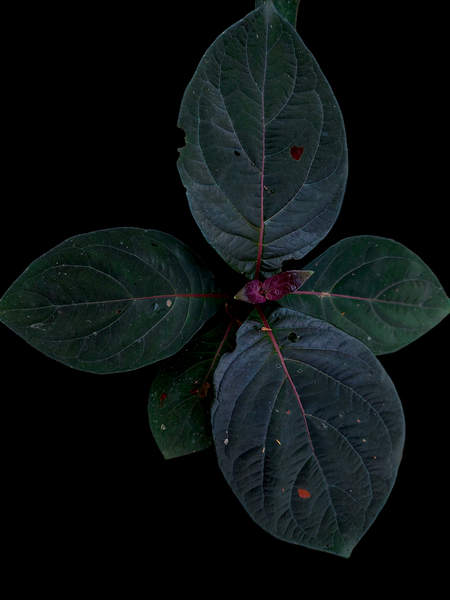 Dark Splendor - Amazon Plants Peru NOID 004