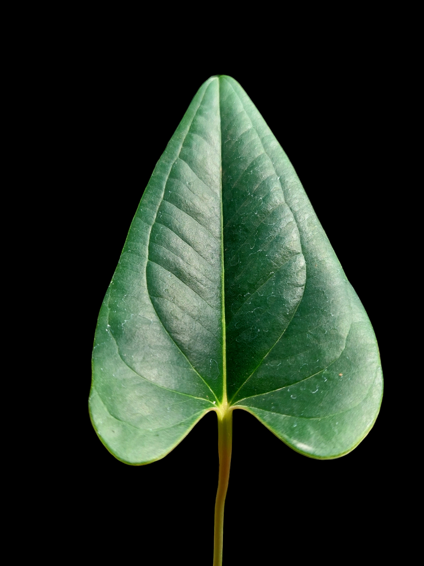 Anthurium sp. 'Indian arrow'