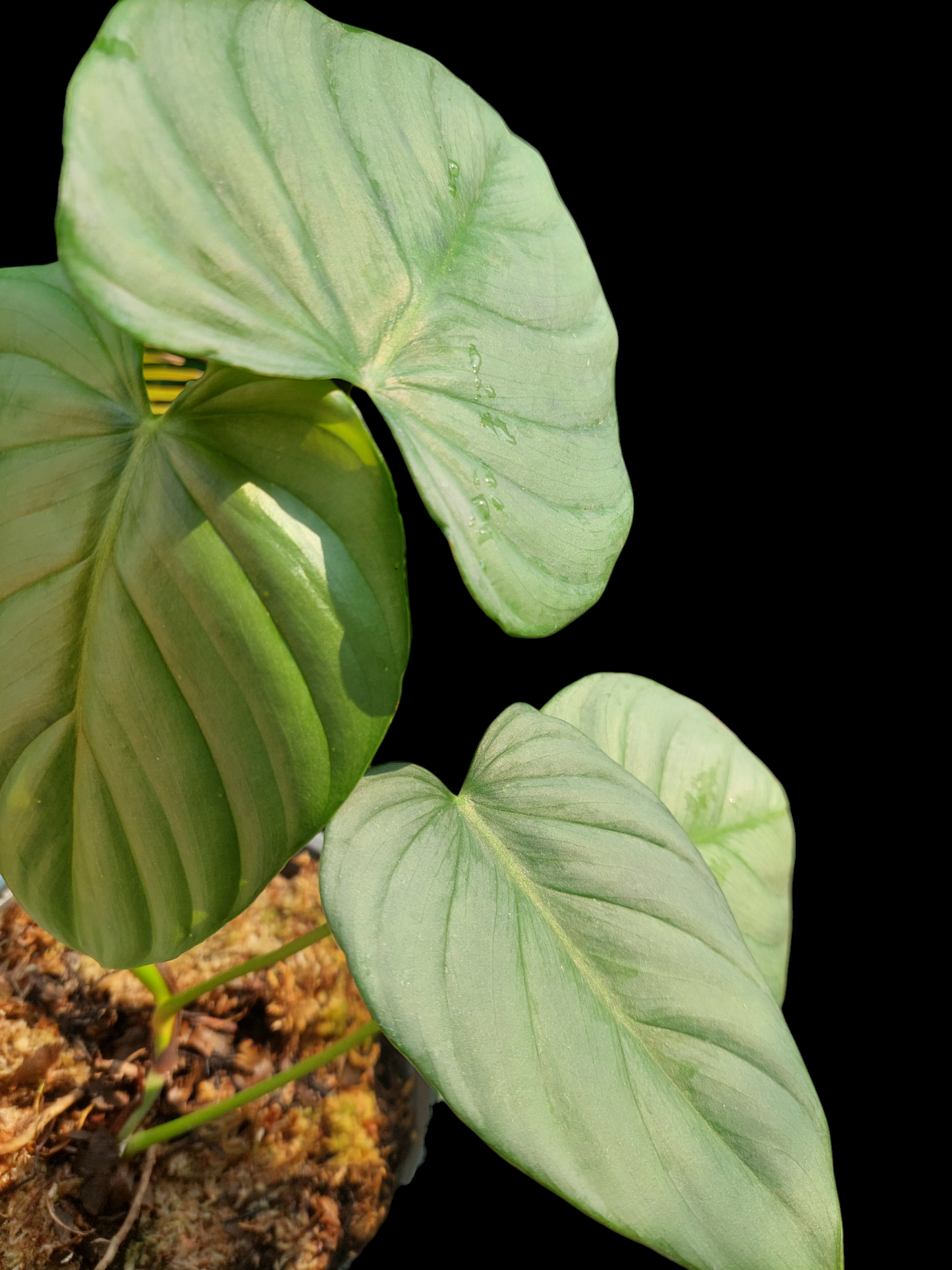 Philodendron sp. 'Silver Angel' with 4 Leaves (EXACT PLANT)