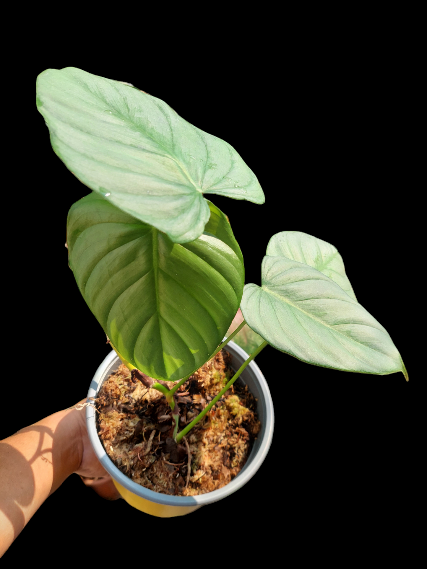 Philodendron sp. 'Silver Angel' with 4 Leaves (EXACT PLANT)