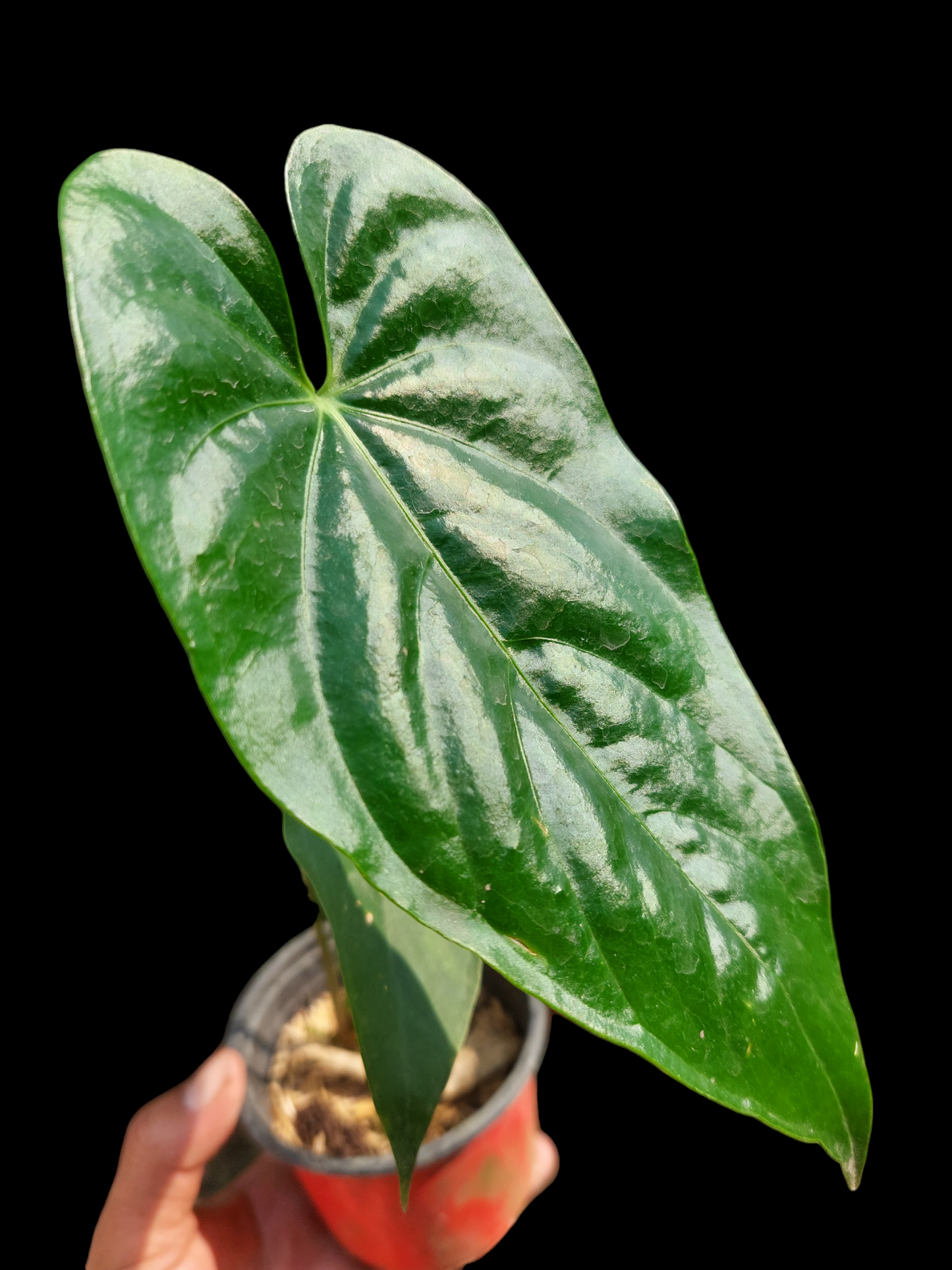 Anthurium sp. "Cumbazino" Wild Ecotype (EXACT PLANT)