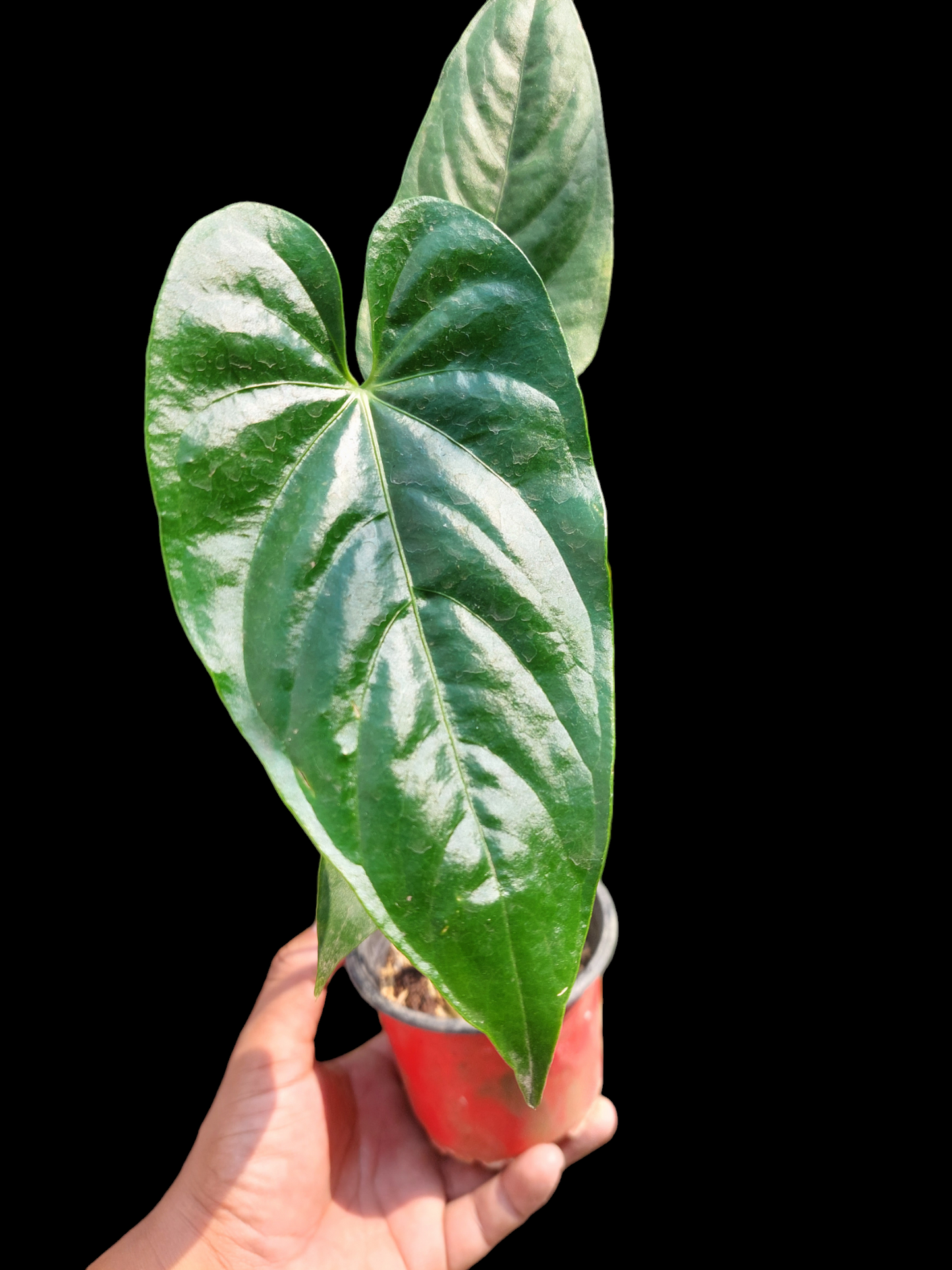 Anthurium sp. "Cumbazino" Wild Ecotype (EXACT PLANT)