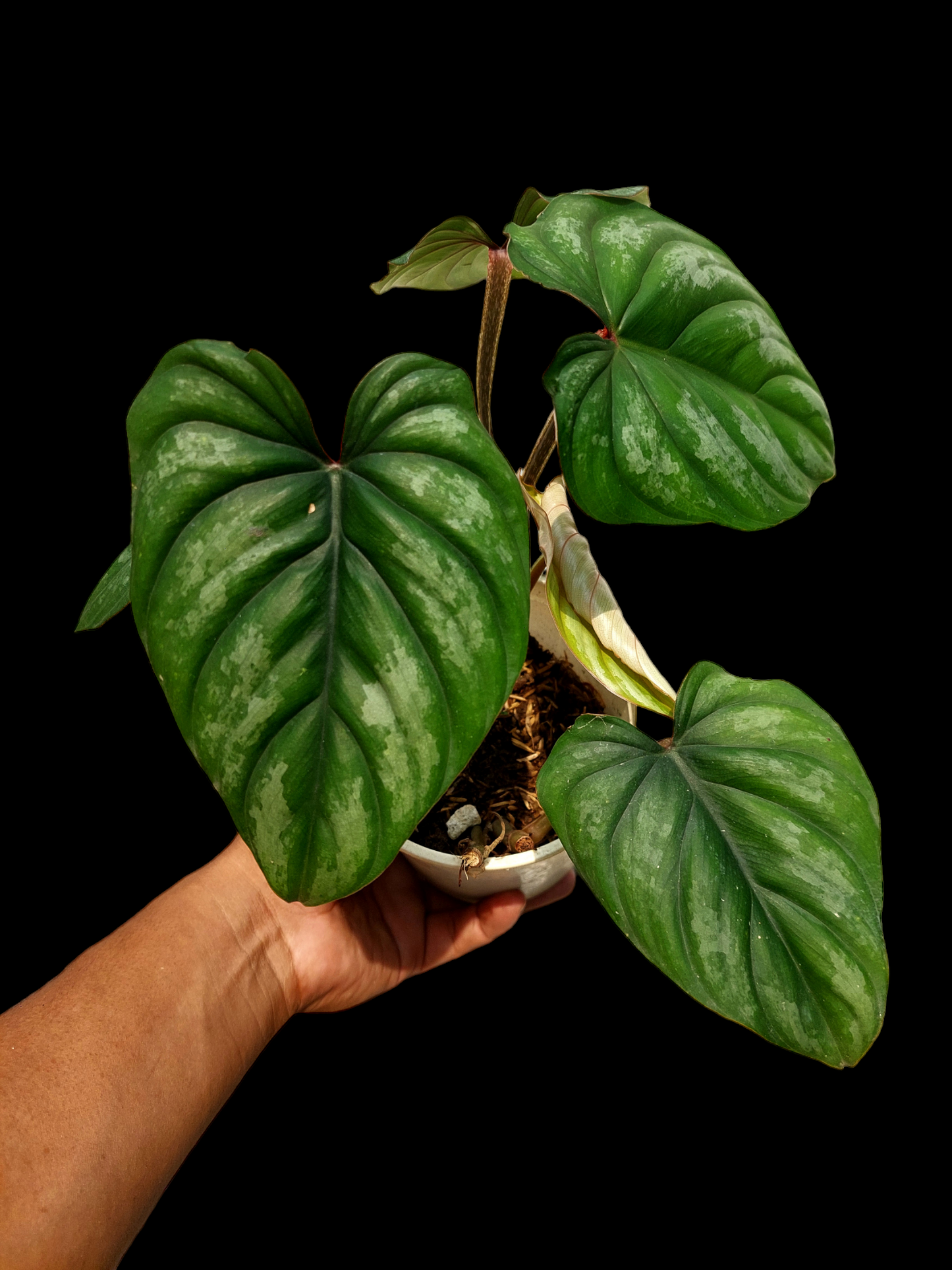 Philodendron Plowmanii Silver Cloud Dark Petiole Peru Wild Ecotype (EXACT PLANT)