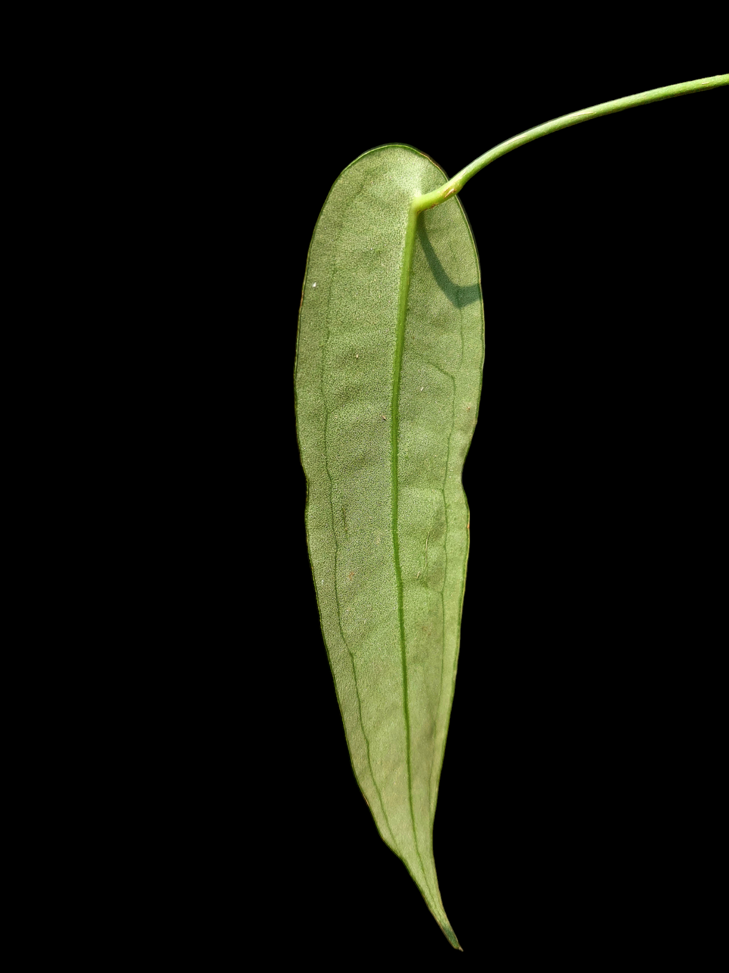 Anthurium sp. "Little Ghost" with 2 Leaves (EXACT PLANT)