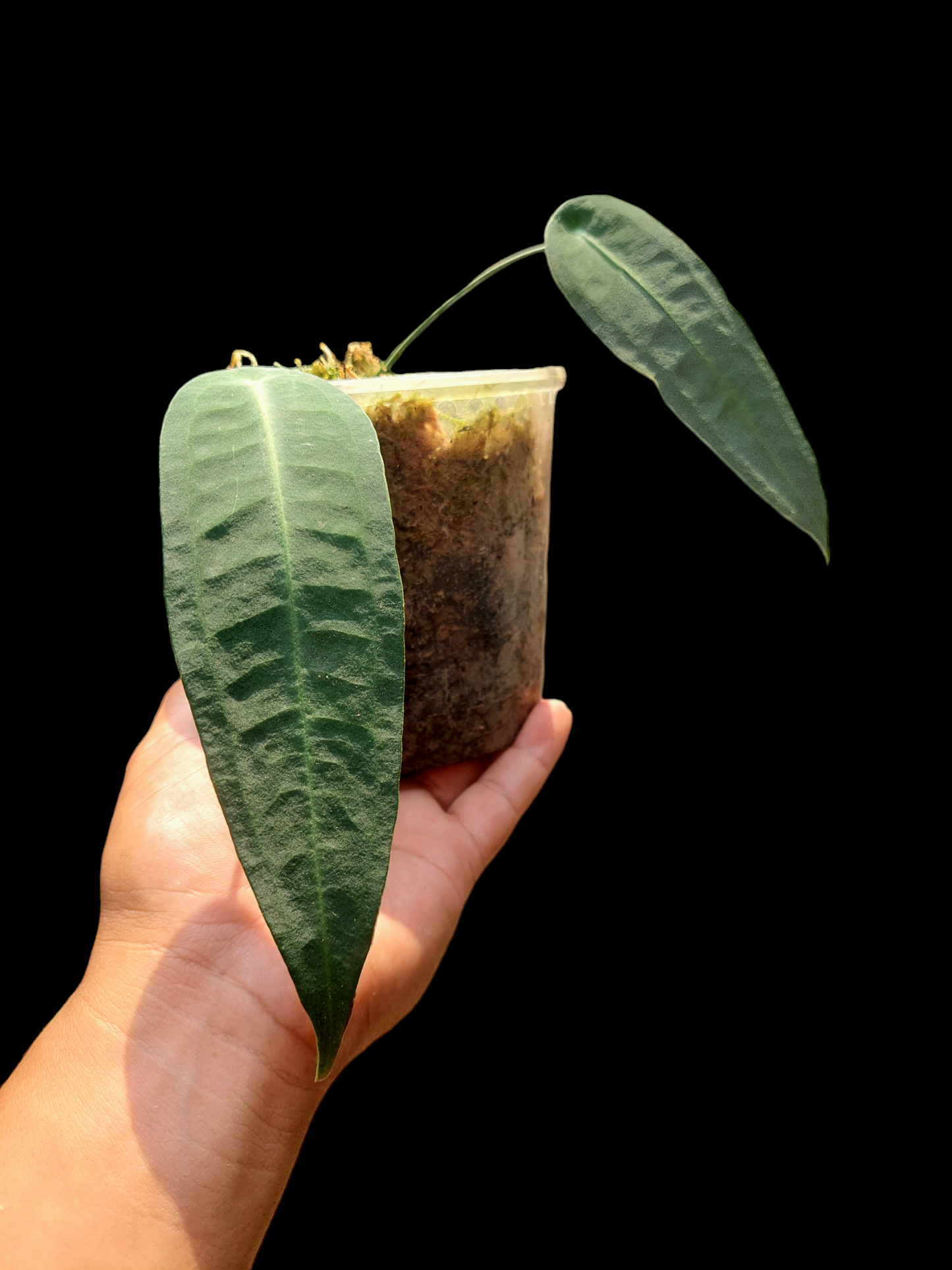 Anthurium sp. "Little Ghost" with 2 Leaves (EXACT PLANT)