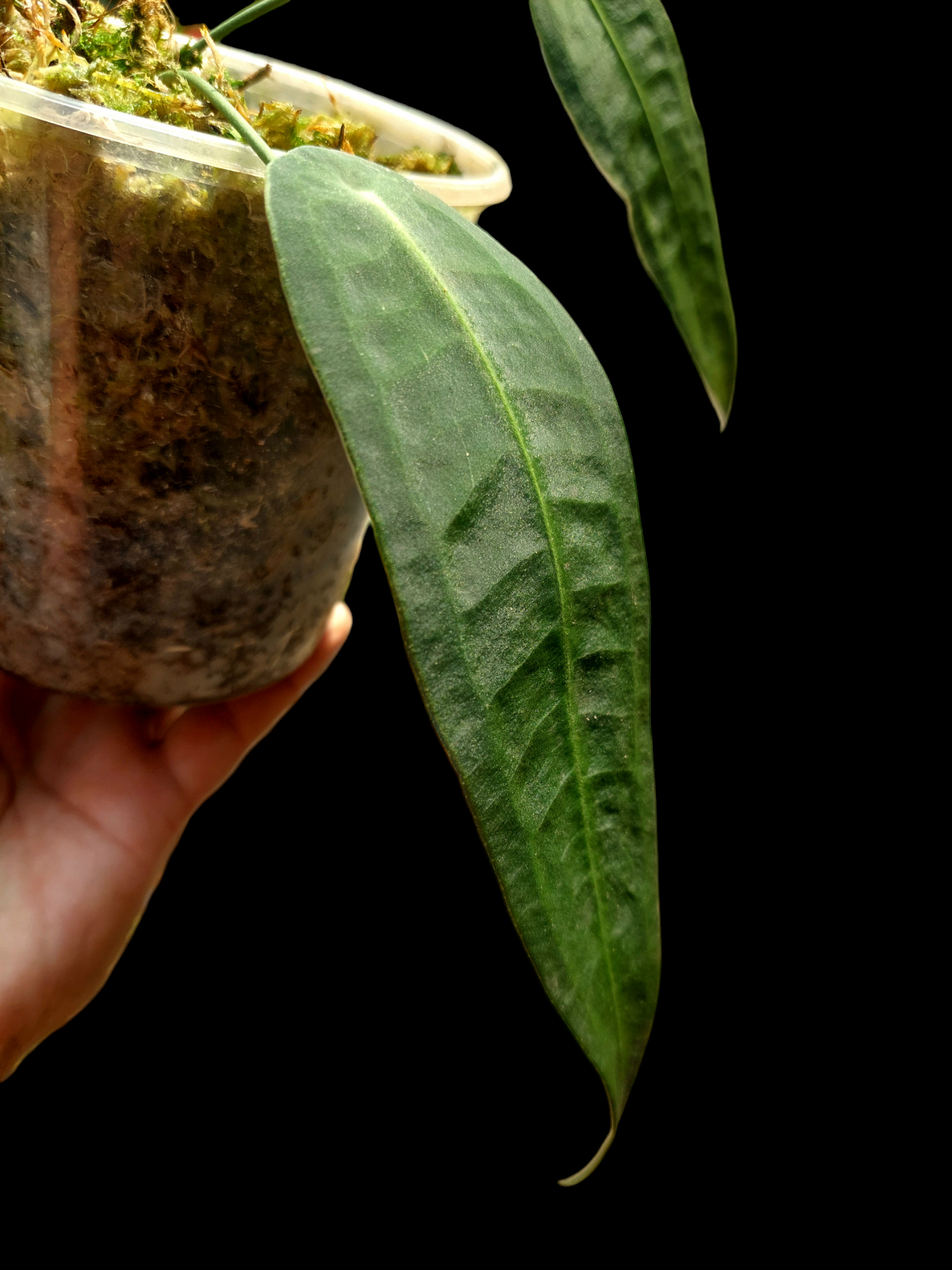 Anthurium sp. "Little Ghost" with 2 Leaves (EXACT PLANT)