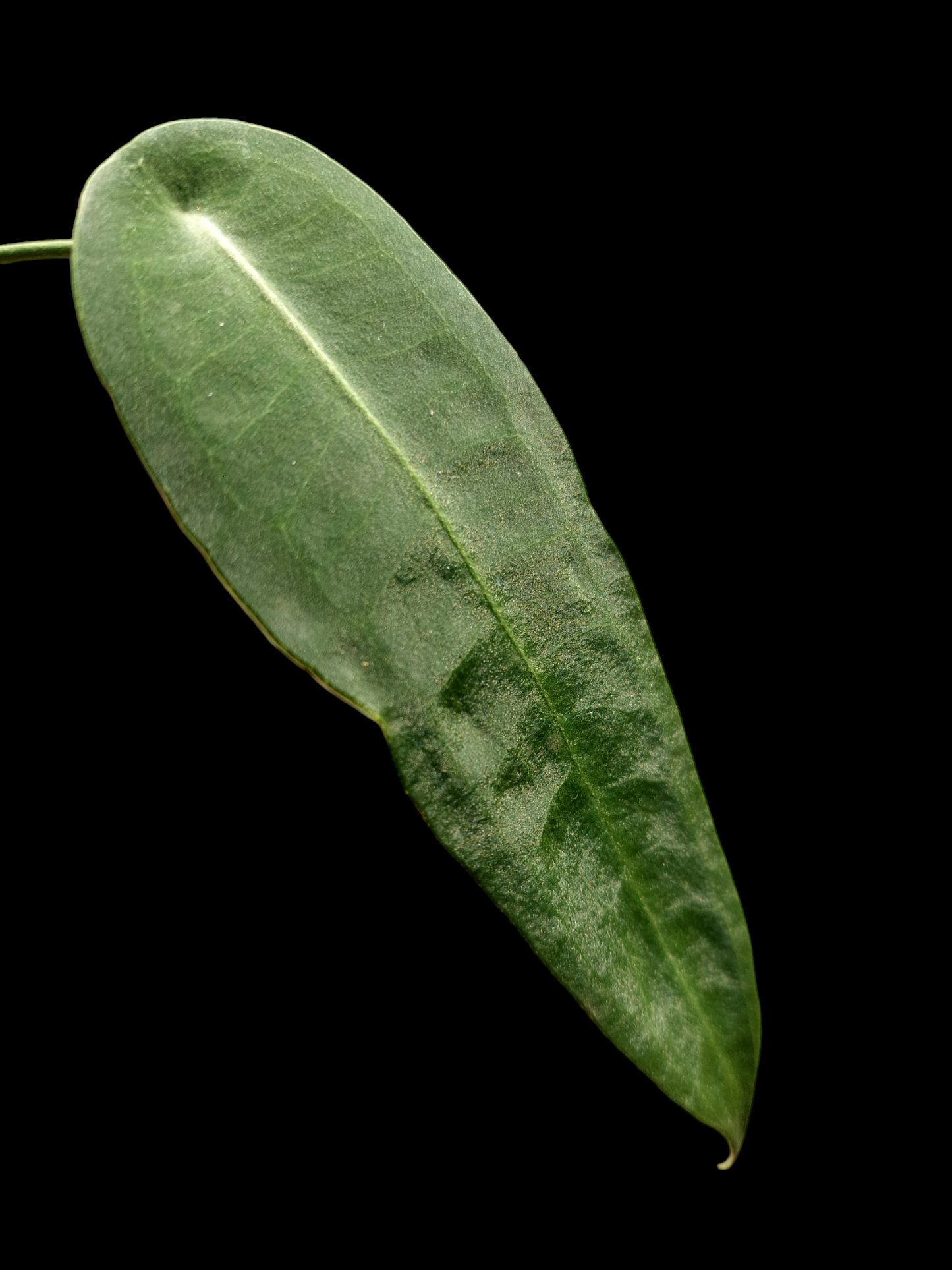 Anthurium sp. "Little Ghost" with 2 Leaves (EXACT PLANT)