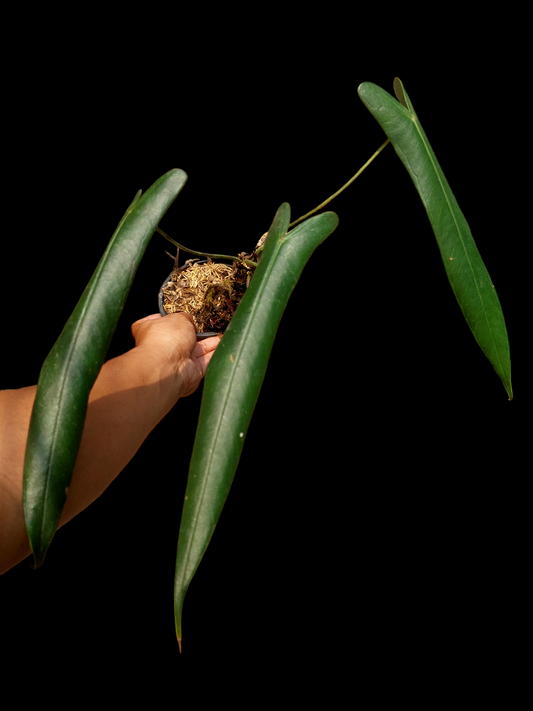 Anthurium Josei Narrow Form Big Plant (EXACT PLANT)