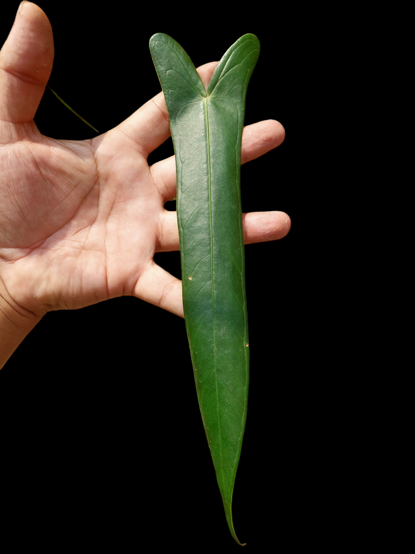 Anthurium Josei Narrow Form Big Plant (EXACT PLANT)