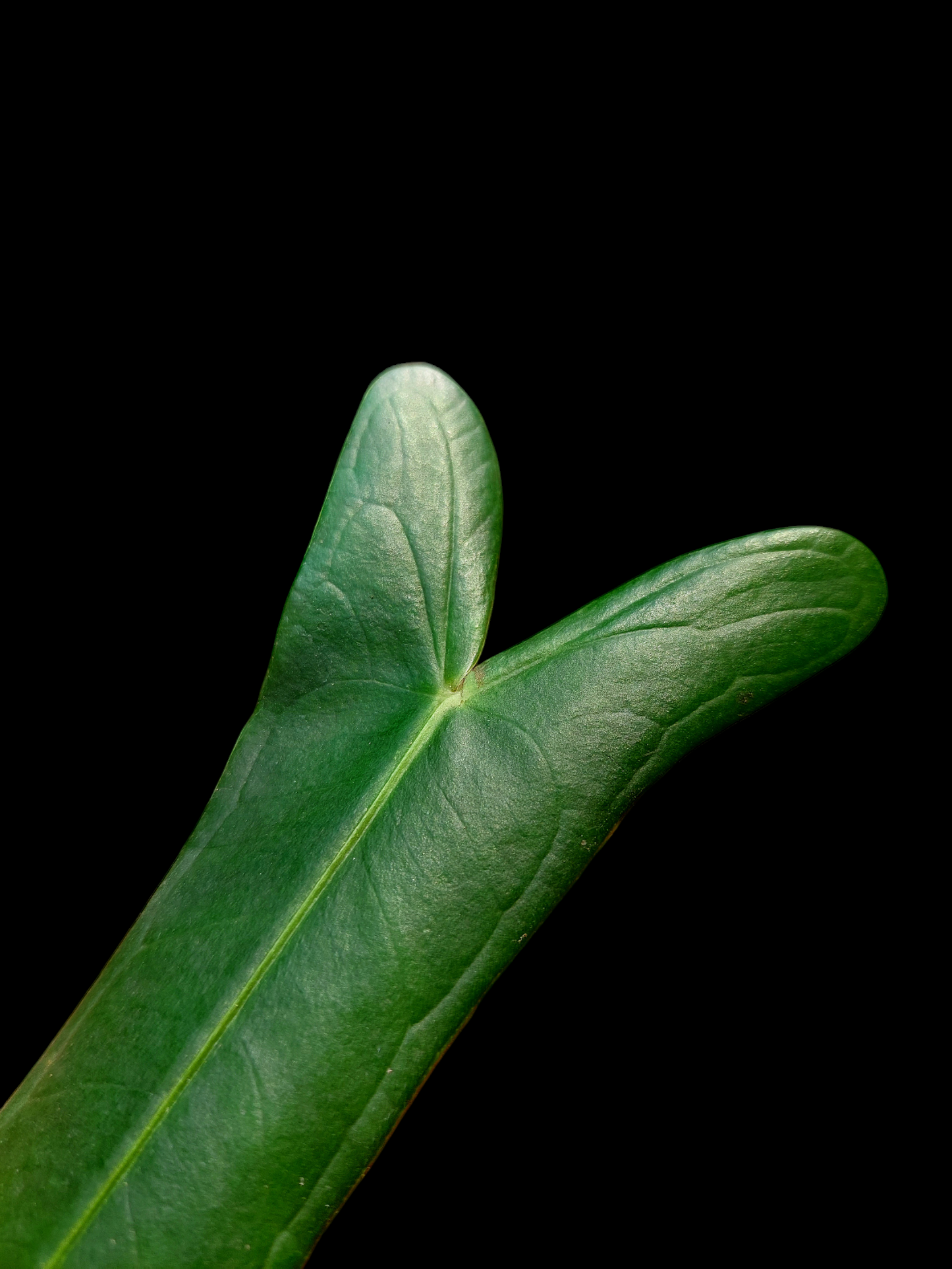 Anthurium Josei Narrow Form Big Plant (EXACT PLANT)