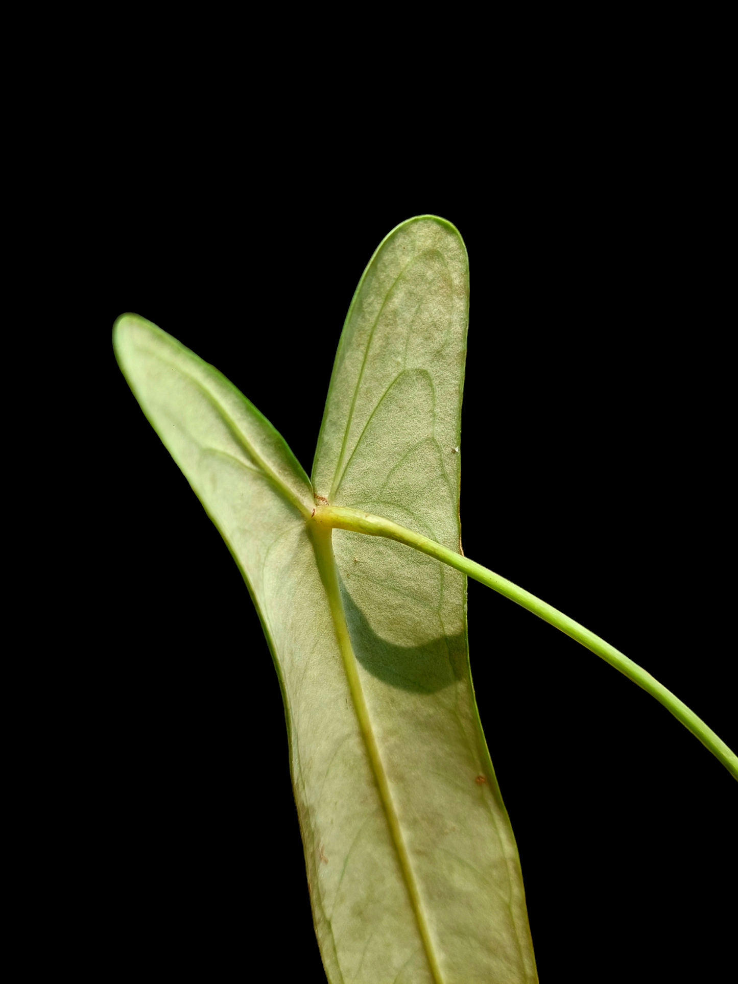 Anthurium Josei Narrow Form Big Plant (EXACT PLANT)