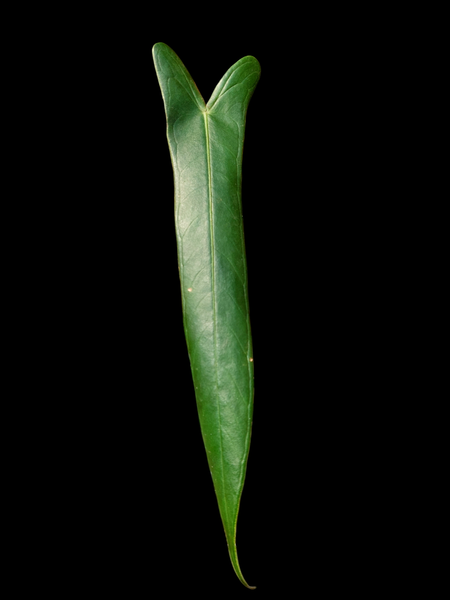 Anthurium Josei Narrow Form Big Plant (EXACT PLANT)