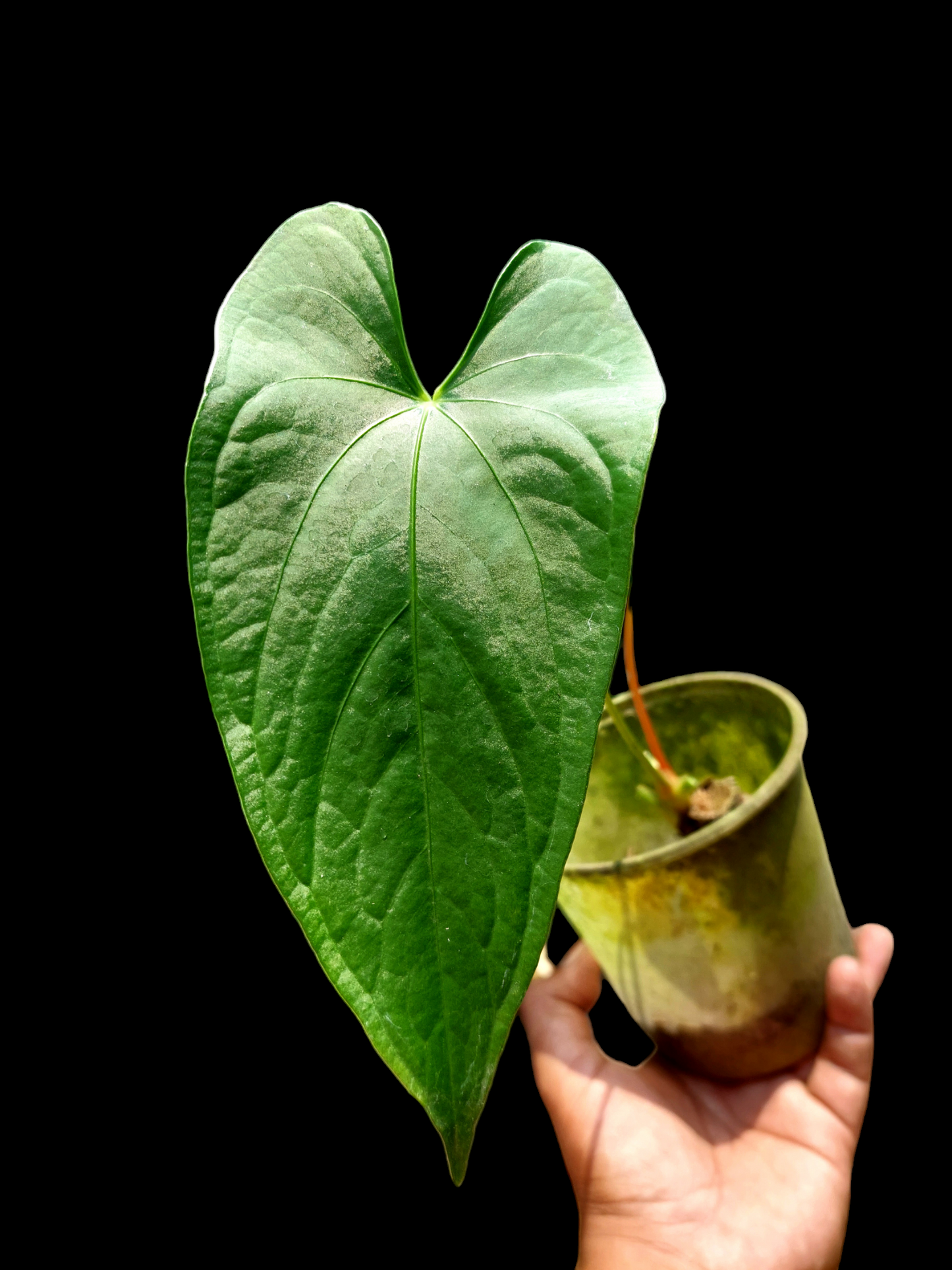 Anthurium sp. "Achinamiza" (EXACT PLANT)