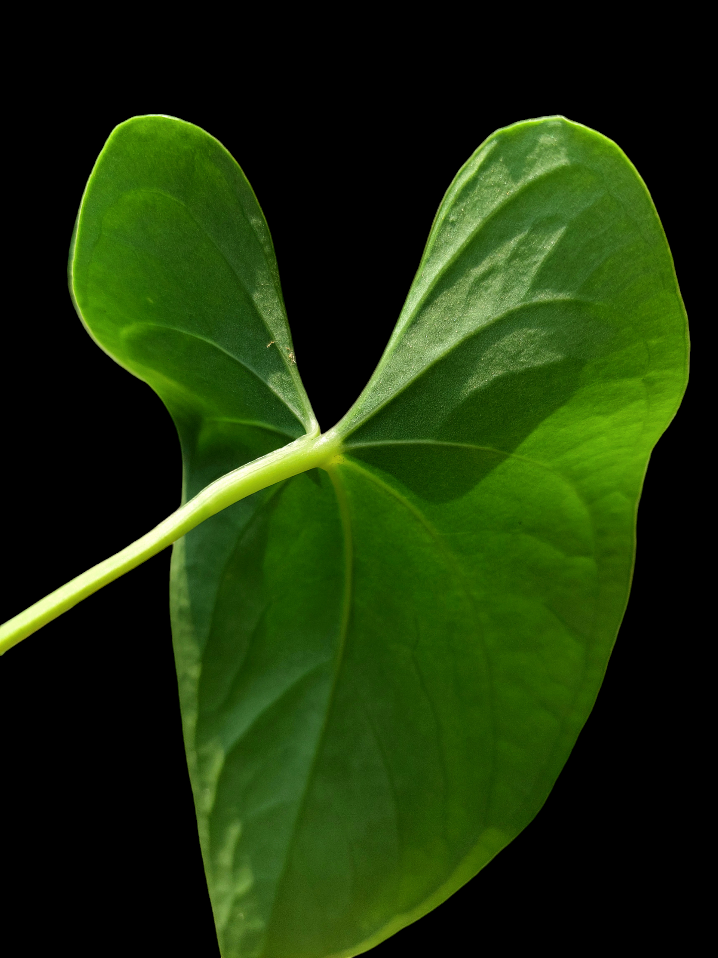 Anthurium sp. "Achinamiza" (EXACT PLANT)