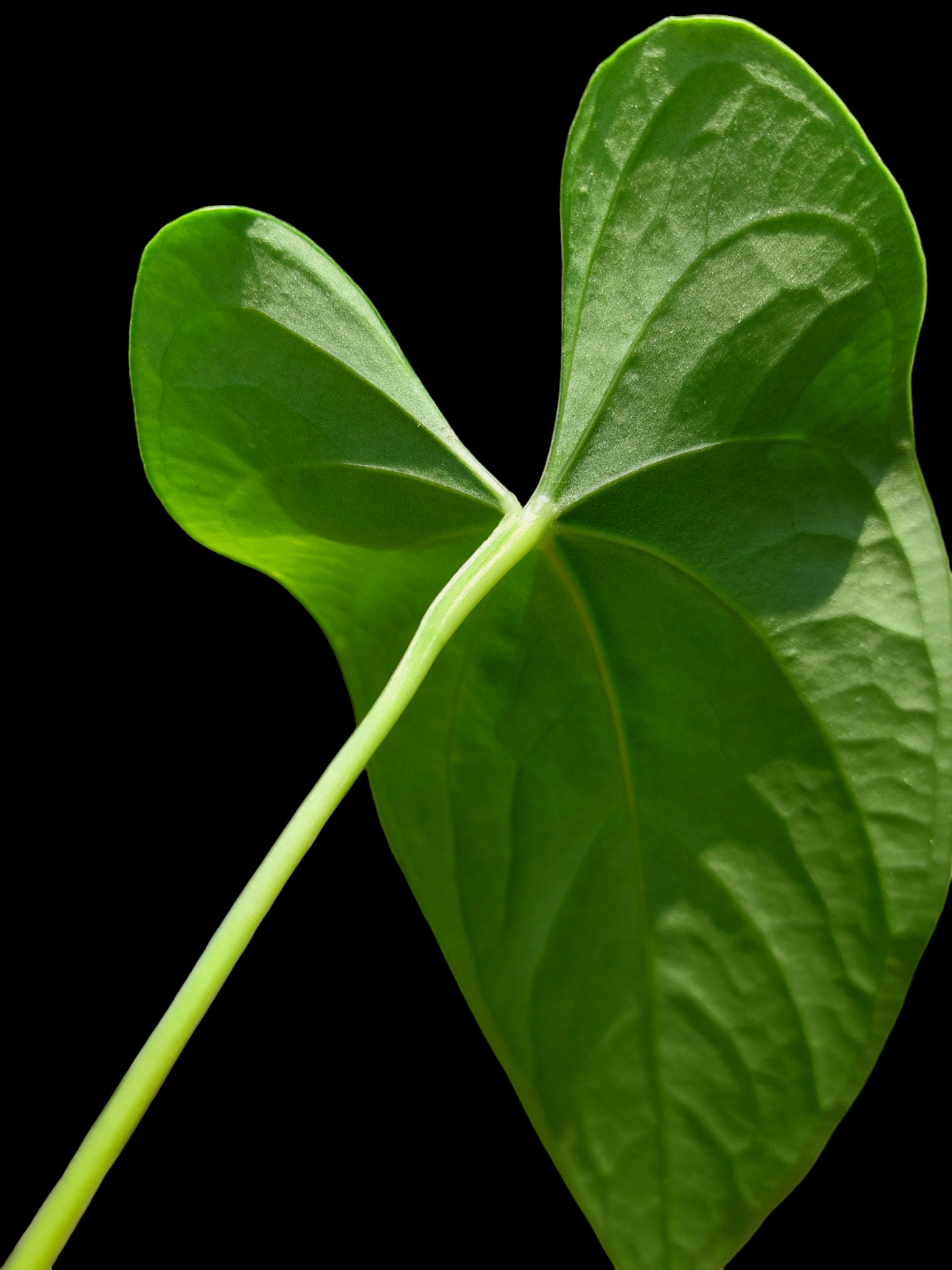 Anthurium sp. "Achinamiza" (EXACT PLANT)