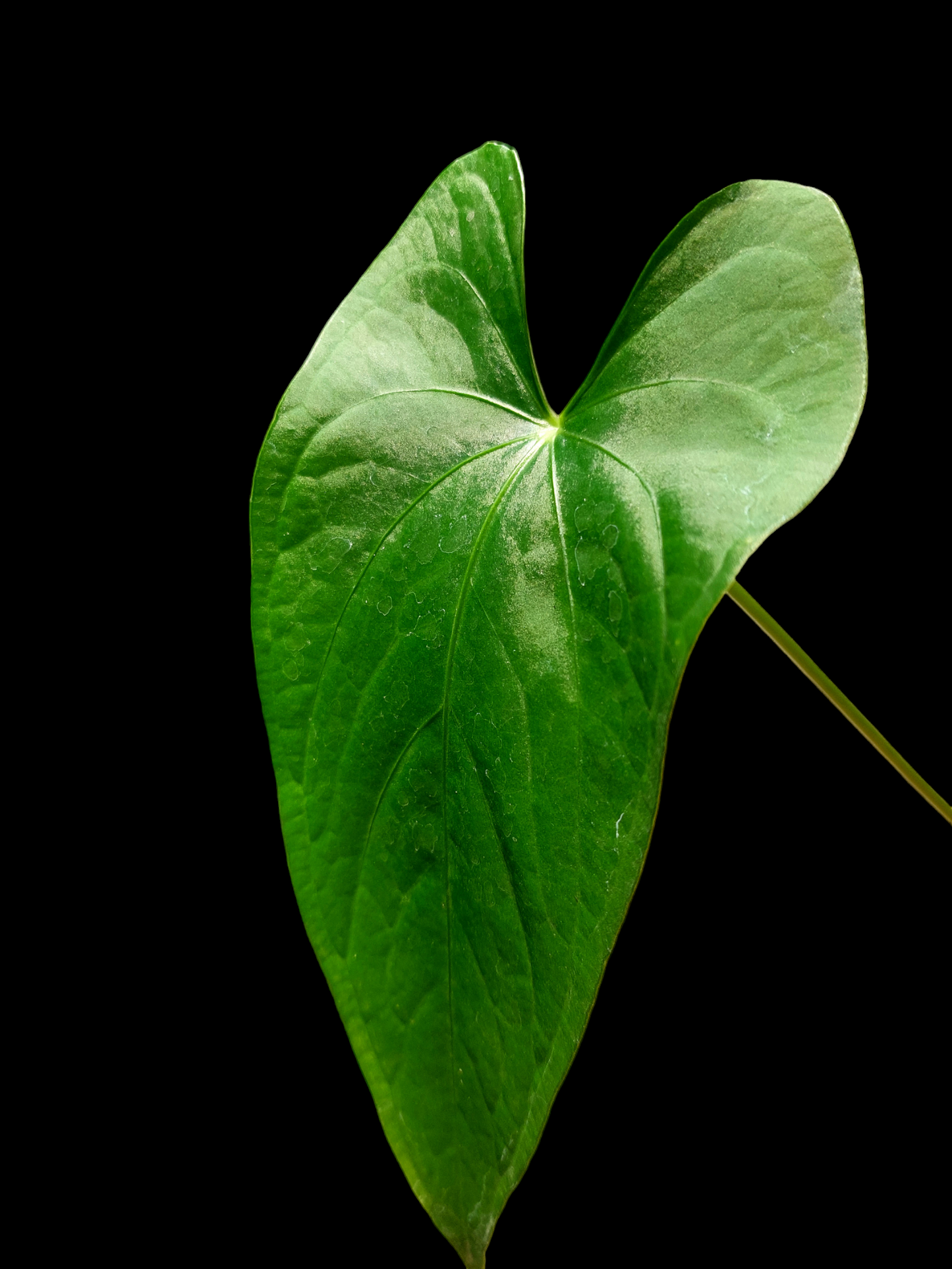 Anthurium sp. "Achinamiza" (EXACT PLANT)