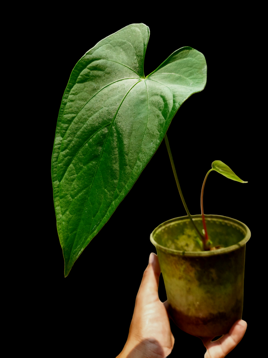 Anthurium sp. "Achinamiza" (EXACT PLANT)