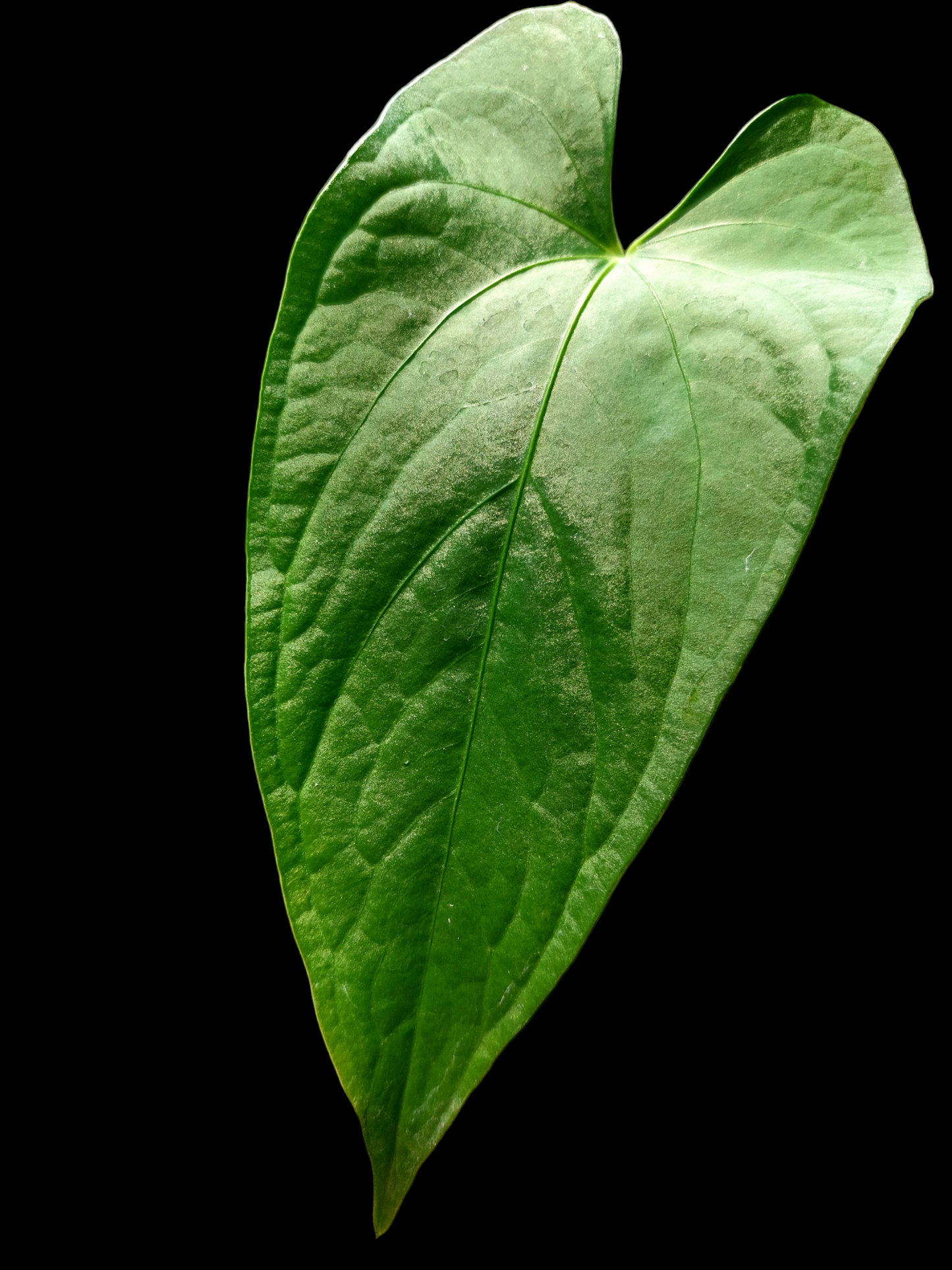 Anthurium sp. "Achinamiza" (EXACT PLANT)