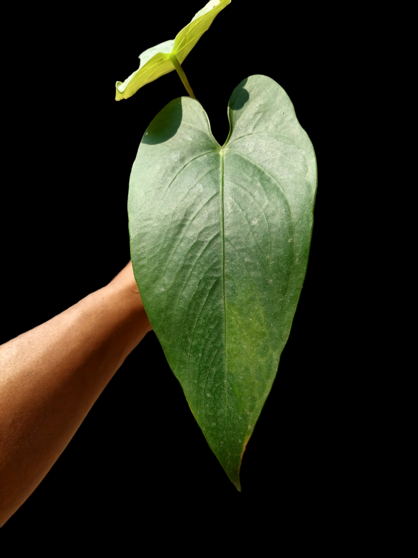 Anthurium sp. 'Shapaja Silver' Size Small (EXACT PLANT)