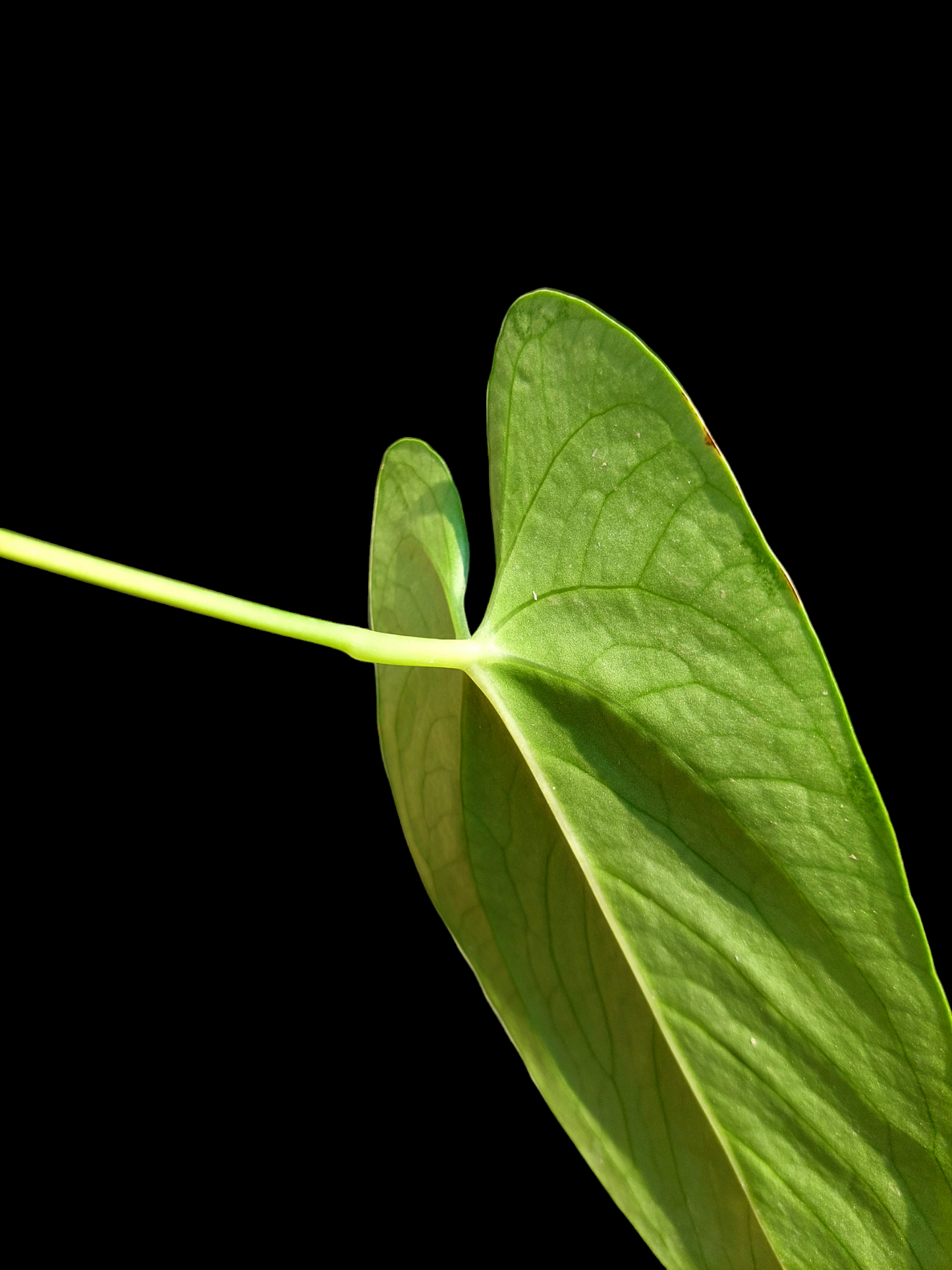 Anthurium sp. 'Shapaja Silver' Size Small (EXACT PLANT)