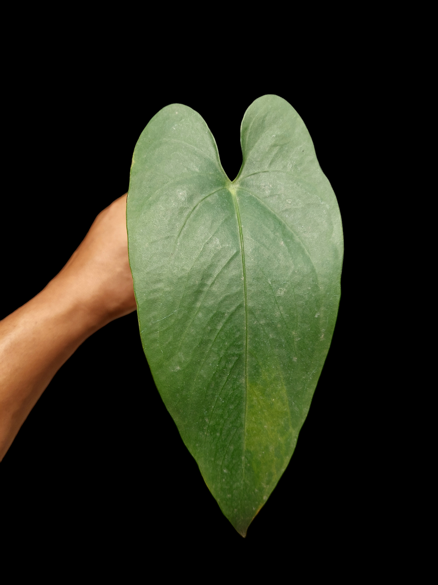 Anthurium sp. 'Shapaja Silver' Size Small (EXACT PLANT)