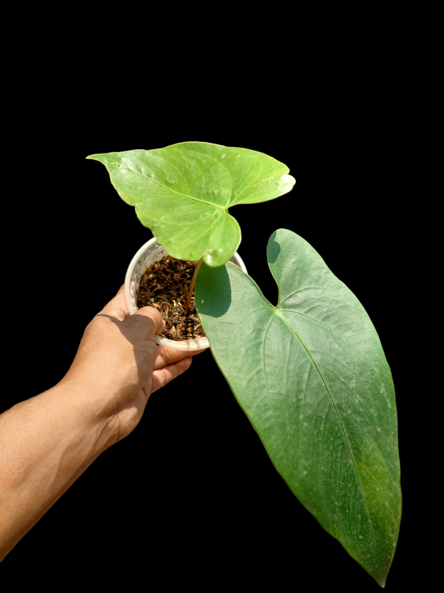 Anthurium sp. 'Shapaja Silver' Size Small (EXACT PLANT)