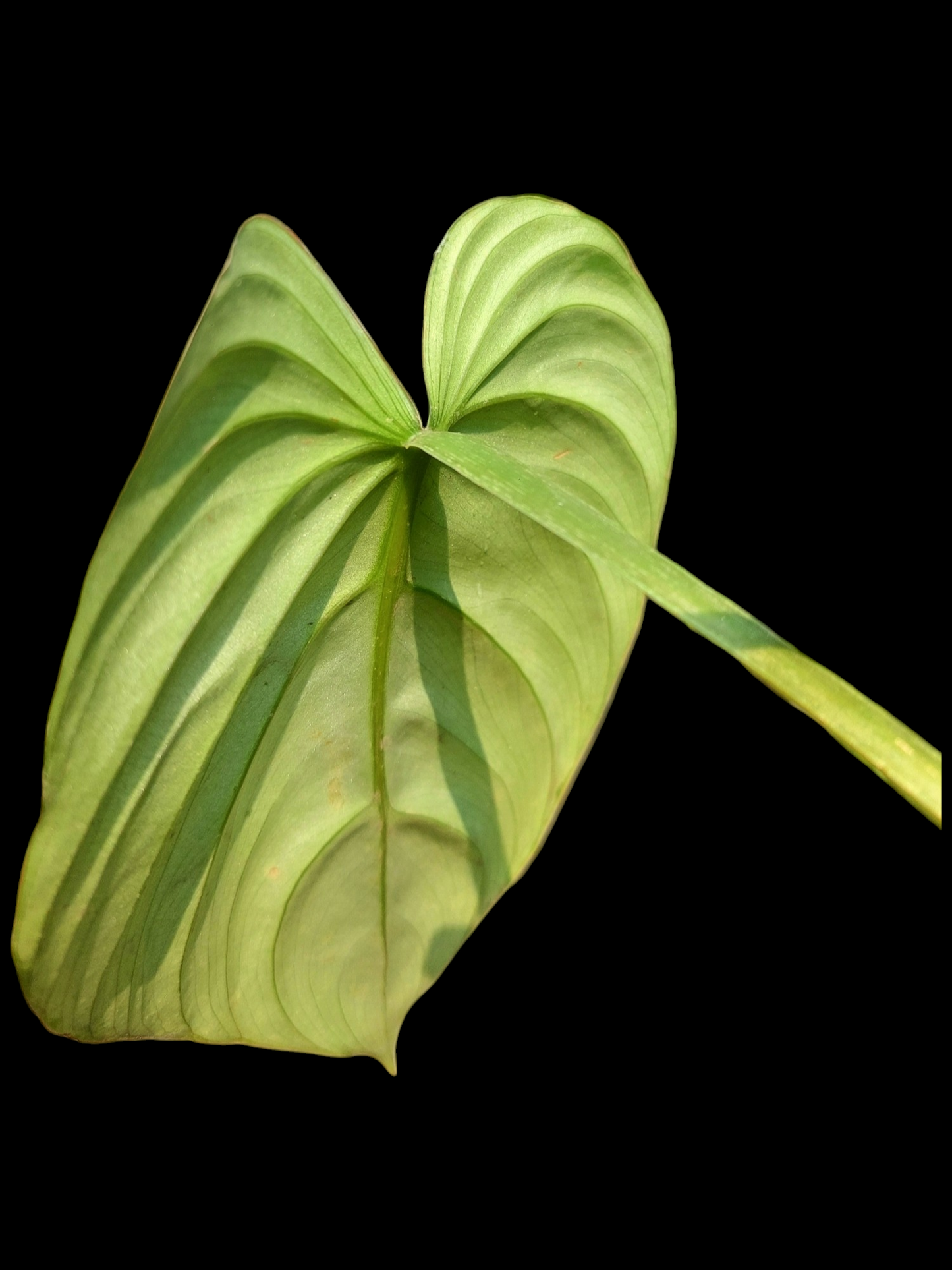 Philodendron Mamei Silver Cloud (EXACT PLANT)