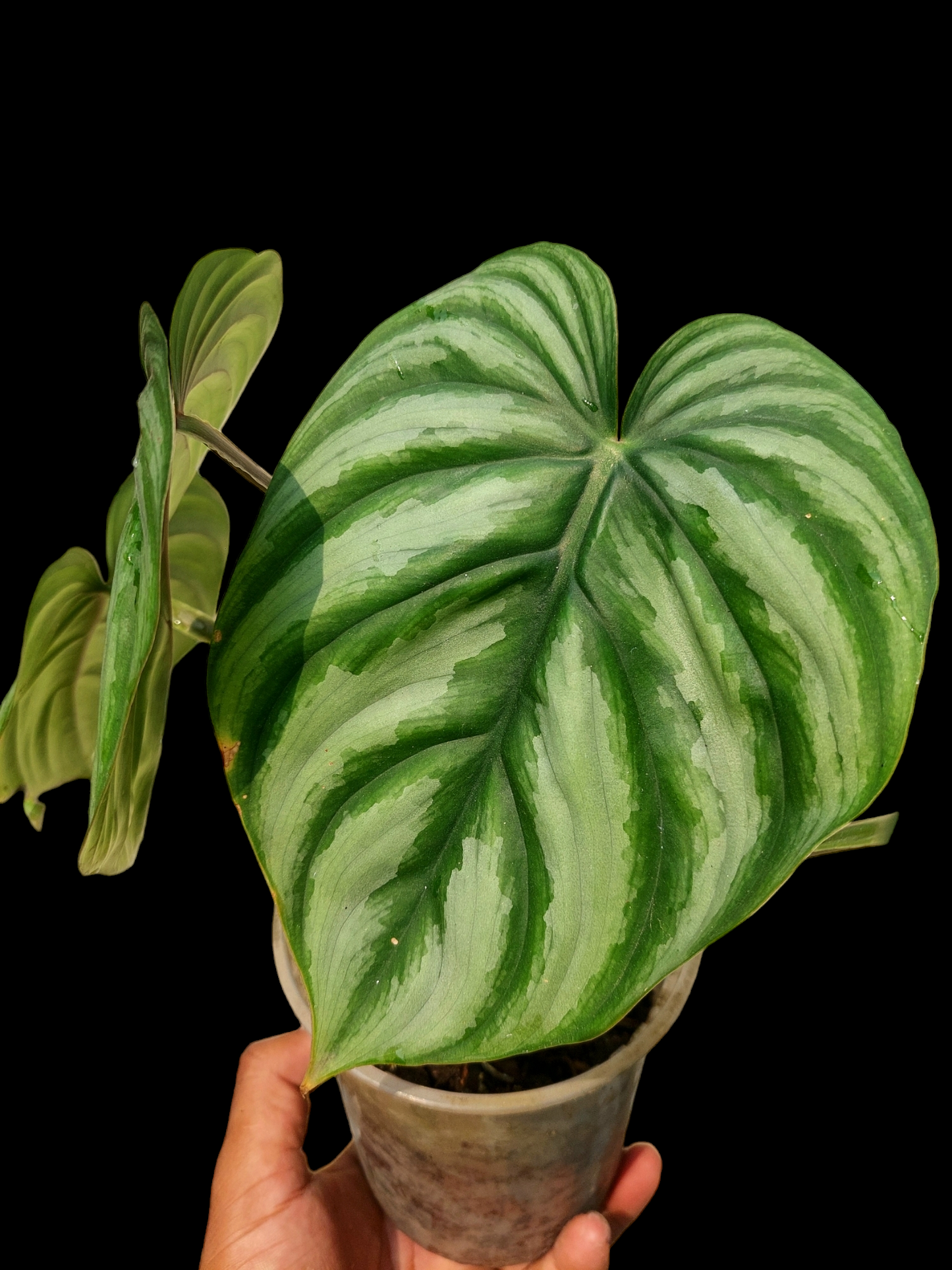 Philodendron Mamei Silver Cloud (EXACT PLANT)