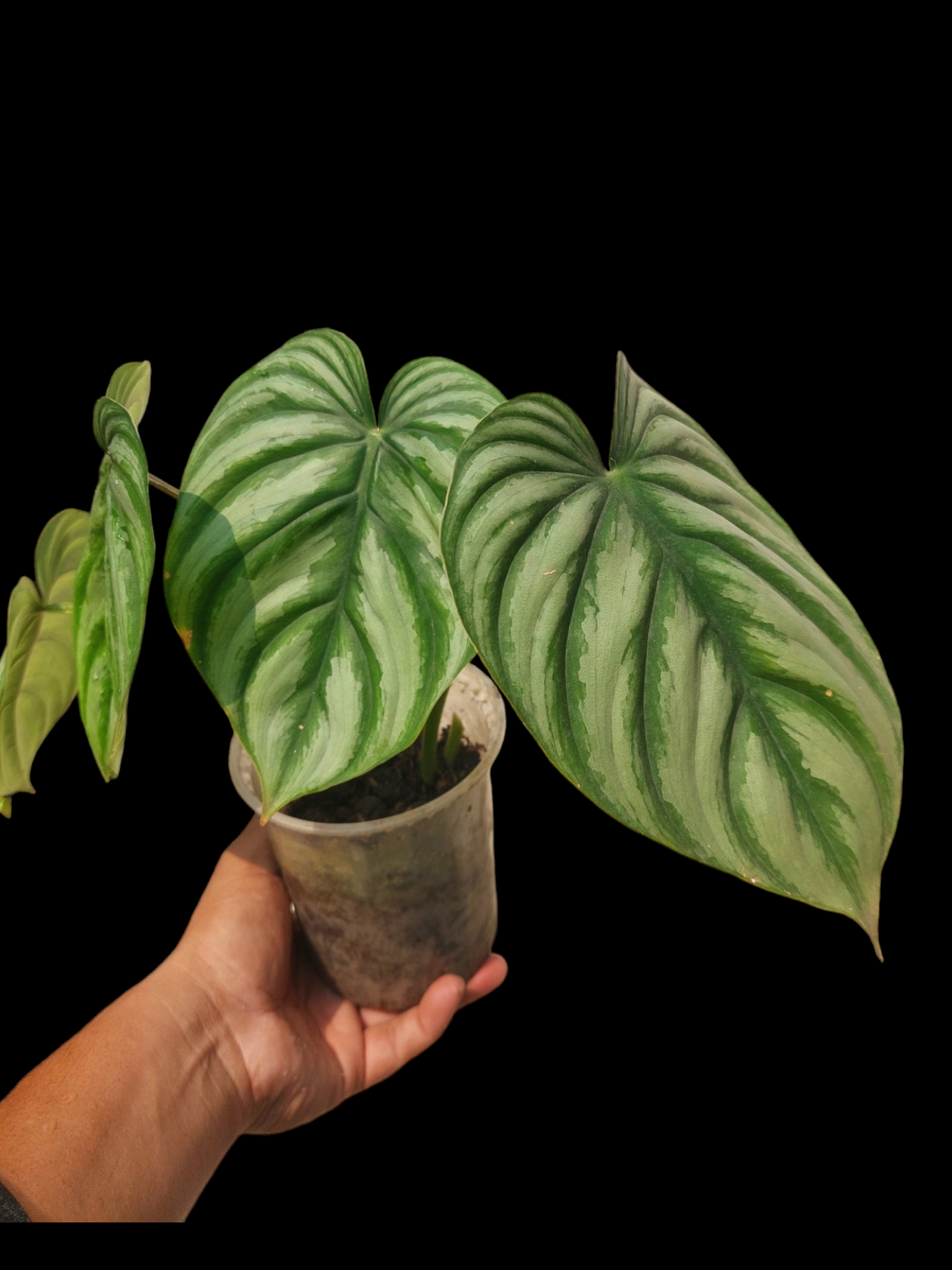 Philodendron Mamei Silver Cloud (EXACT PLANT)